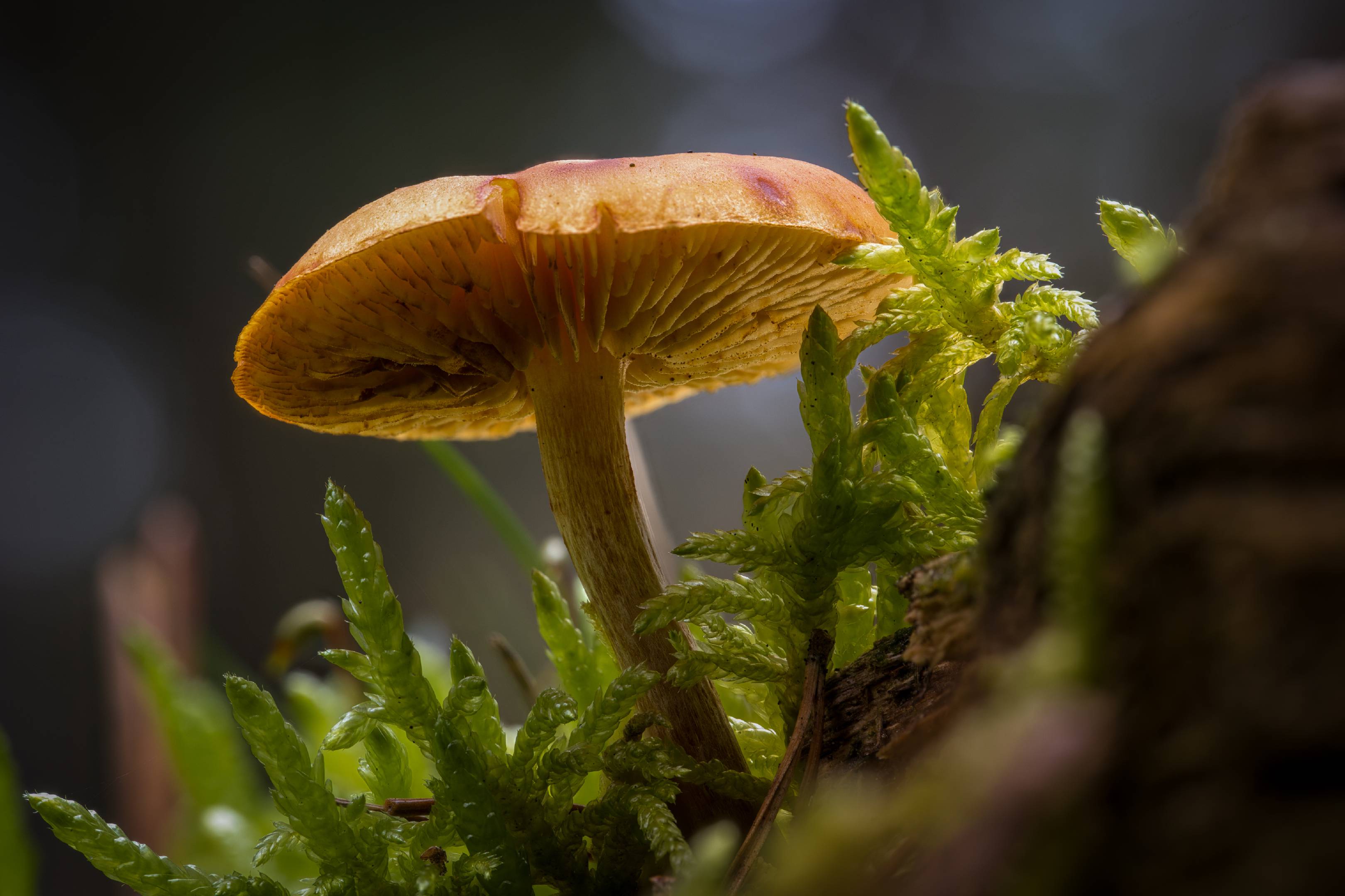 Samtschuppiger Tannen-Flämmling | 1/2s * f8 * ISO 400 * 100mm - Sony FE 100mm F2.8 OSS - Sony α7R V Samtschuppiger Tannen-Flämmling