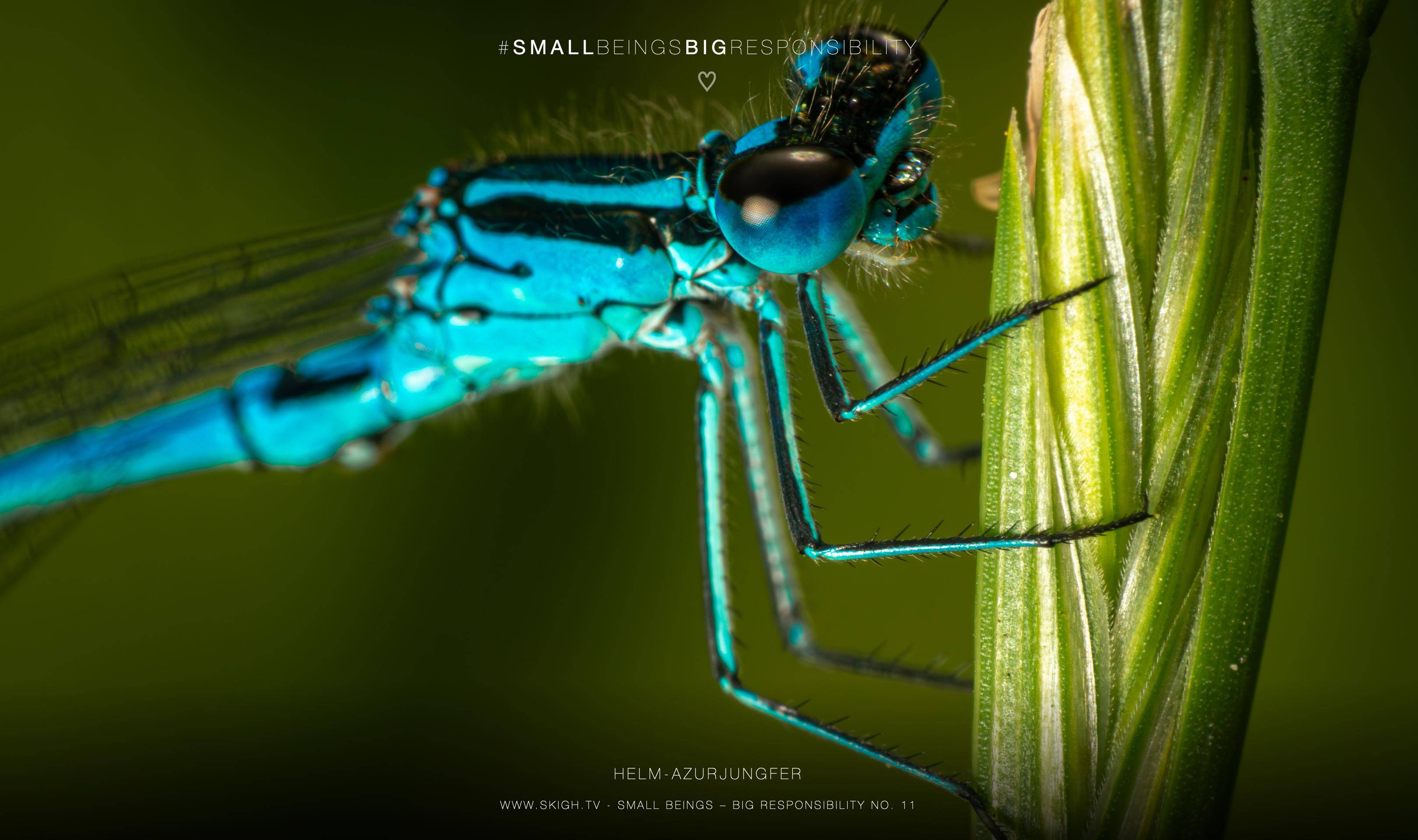 Helm-Azurjungfer | 1/250s * f14 * ISO 400 * 90mm - FE 90mm F2.8 Macro G OSS - Sony α7R V Helm-Azurjungfer