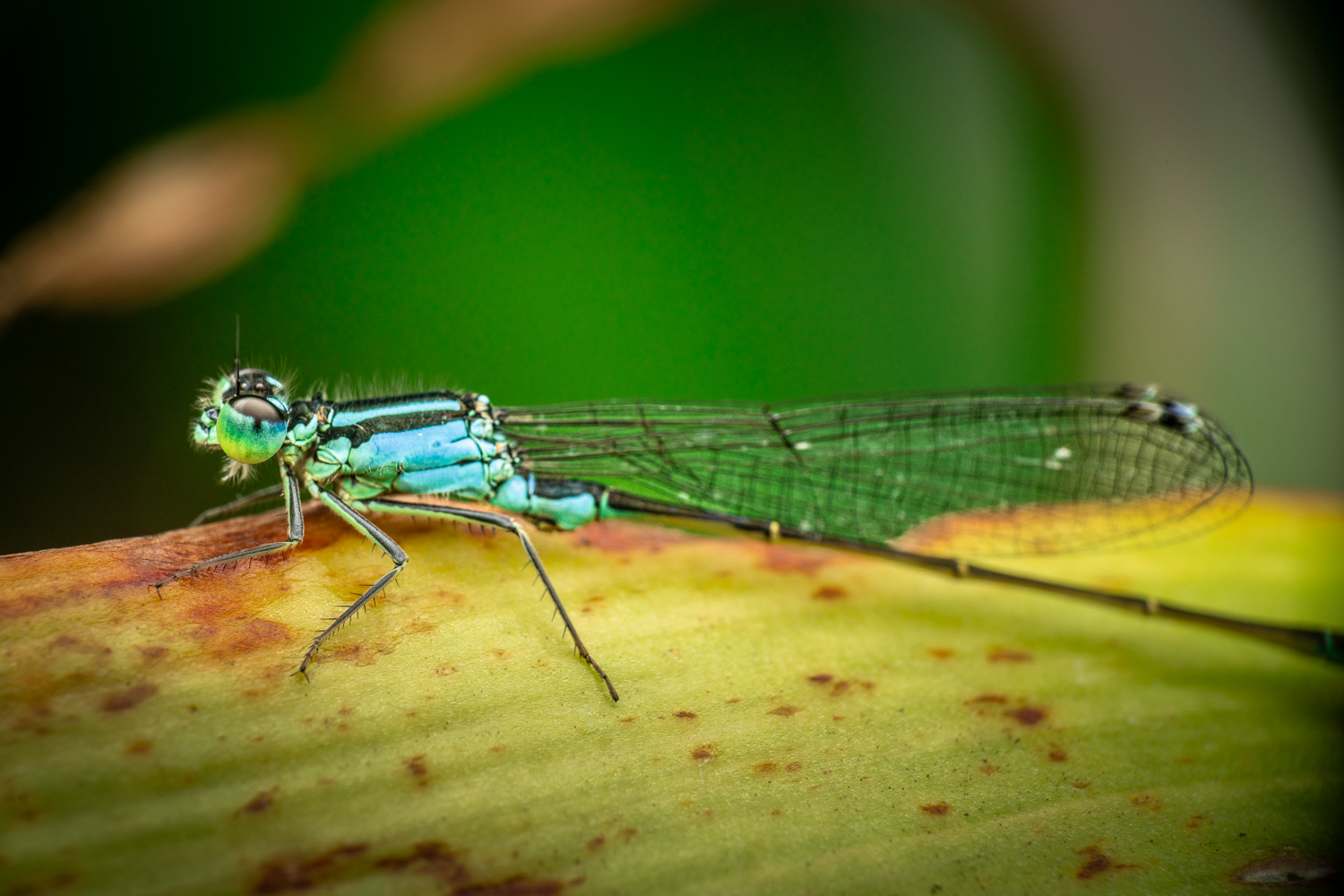 Helm-Azurjungfer | 1/250s * f14 * ISO 400 * 90mm - FE 90mm F2.8 Macro G OSS - Sony α7R V Helm-Azurjungfer