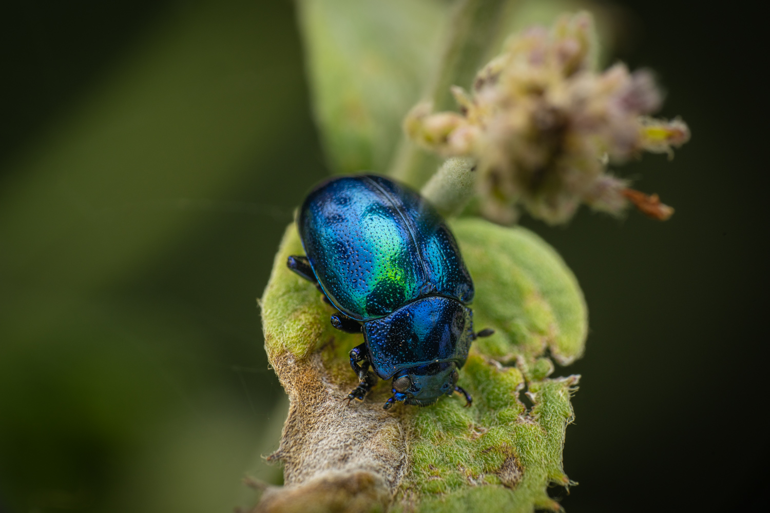Blue mint beetle | 1/160s * f14 * ISO 200 * 90mm - FE 90mm F2.8 Macro G OSS - Sony α7R V Blue mint beetle