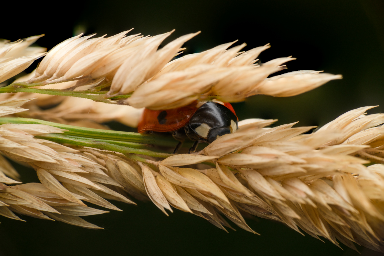 Seven-spot ladybird