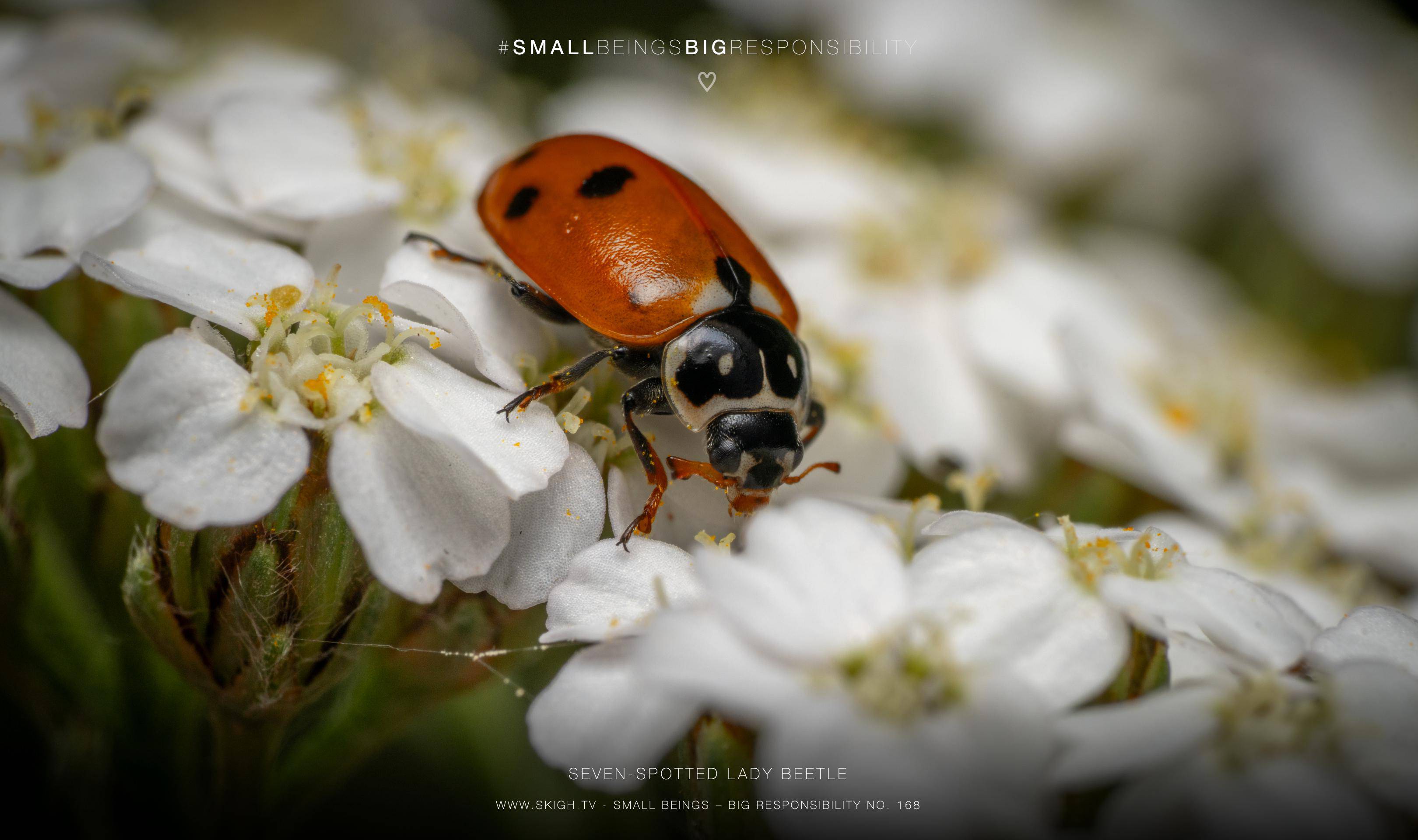 Seven-spotted Lady Beetle | 1/200s * f14 * ISO 125 * 90mm - FE 90mm F2.8 Macro G OSS - Sony α7R V Seven-spotted Lady Beetle
