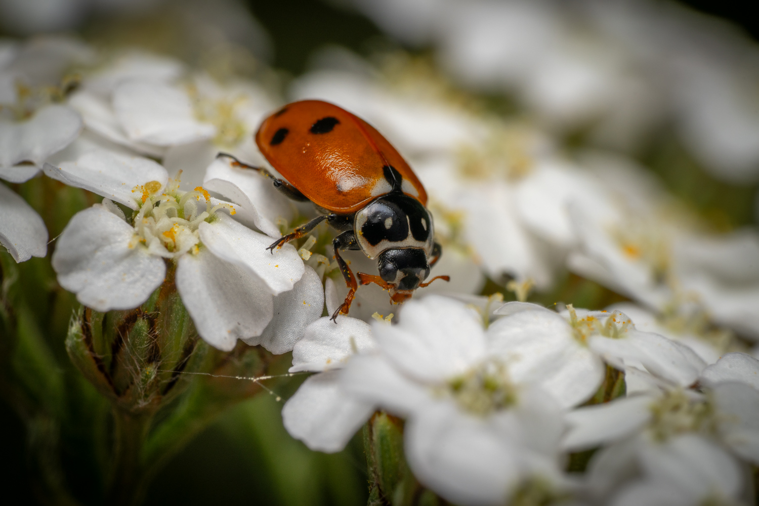 Seven-spotted Lady Beetle | 1/200s * f14 * ISO 125 * 90mm - FE 90mm F2.8 Macro G OSS - Sony α7R V Seven-spotted Lady Beetle