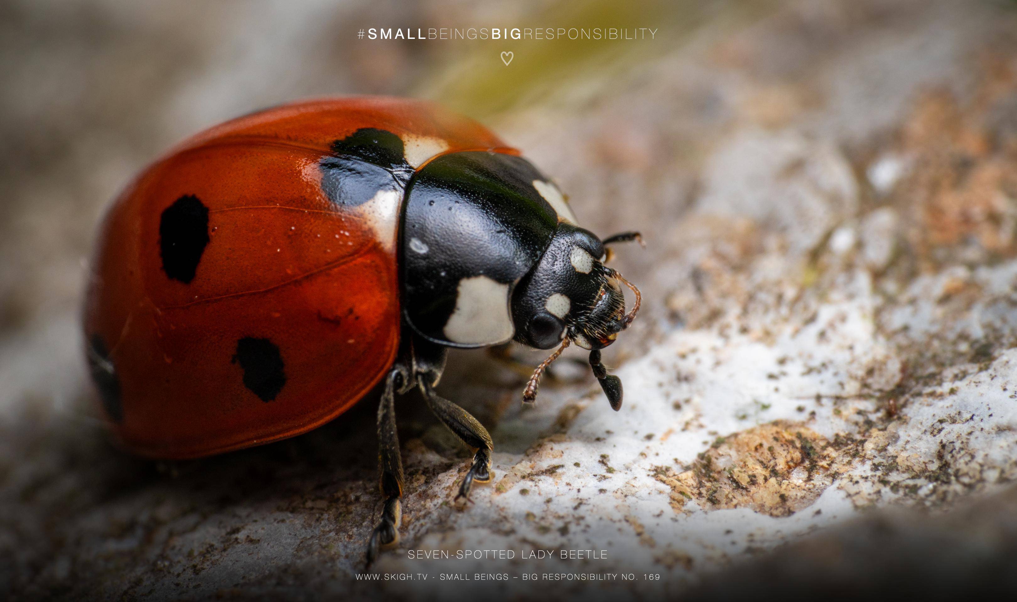 Seven-spotted Lady Beetle