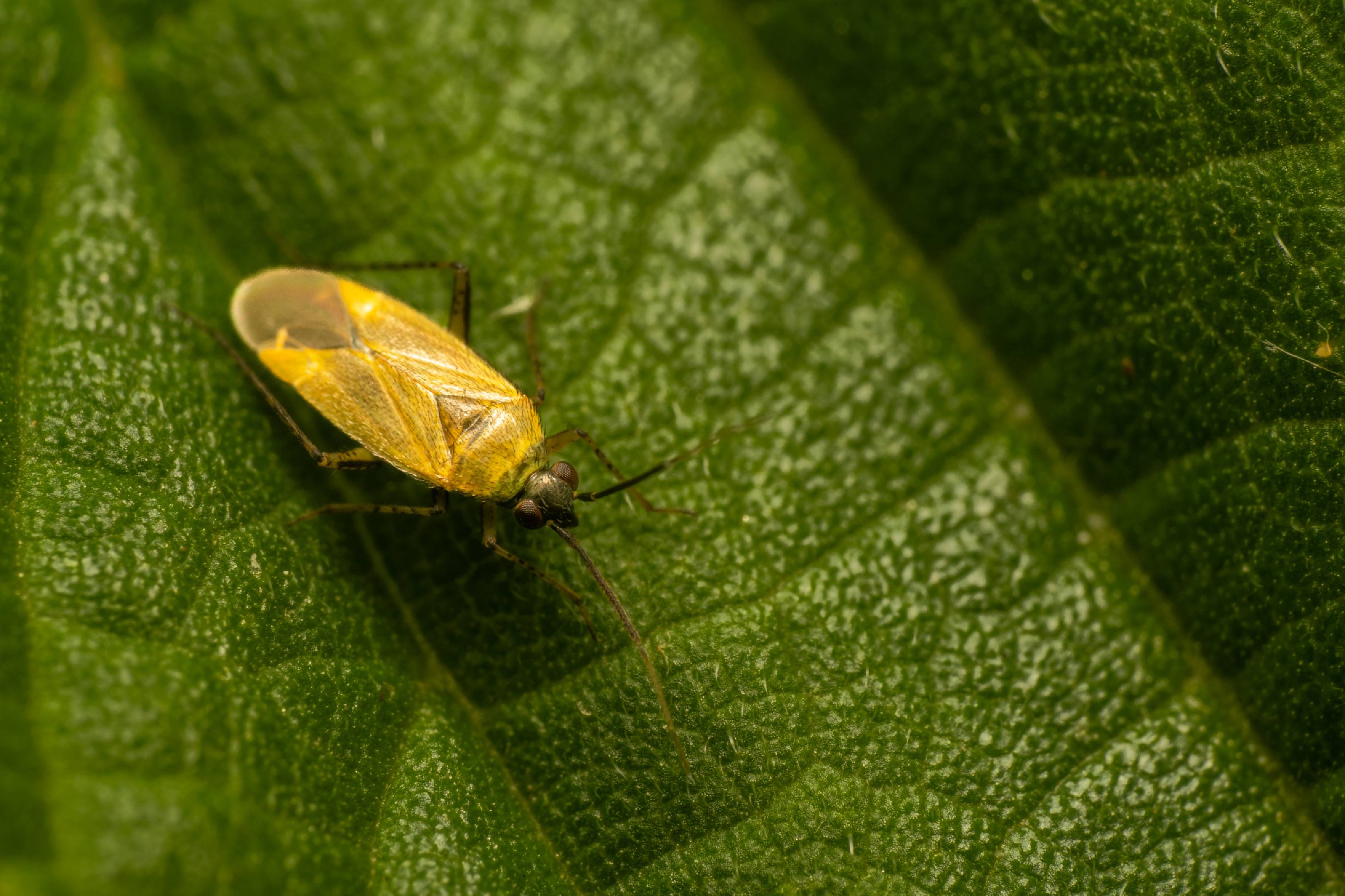 Common Nettle Flower Bug | Common Nettle Flower Bug