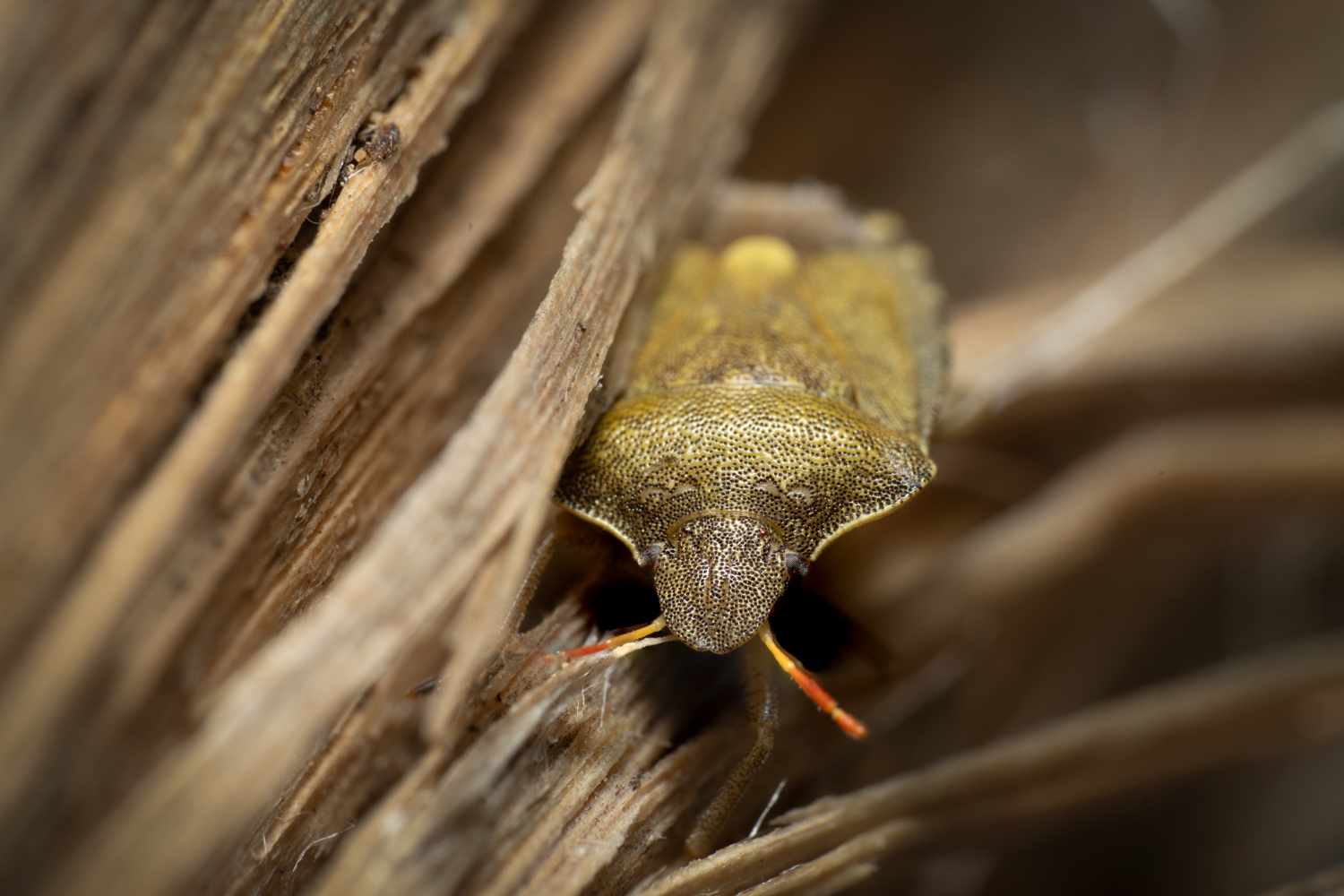 Gorse shield bug | 1/250s * f16 * ISO 400 * 90mm - FE 90mm F2.8 Macro G OSS - Sony α7R V Gorse shield bug