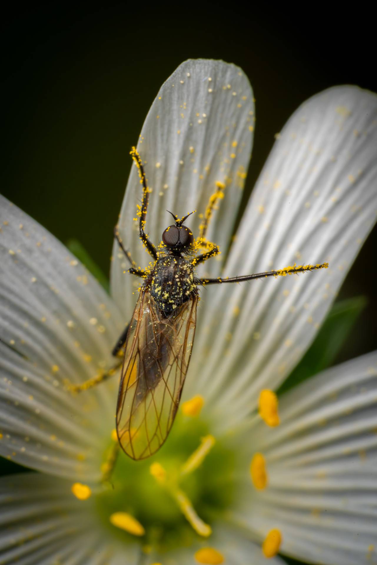 Black Gnat | Black Gnat