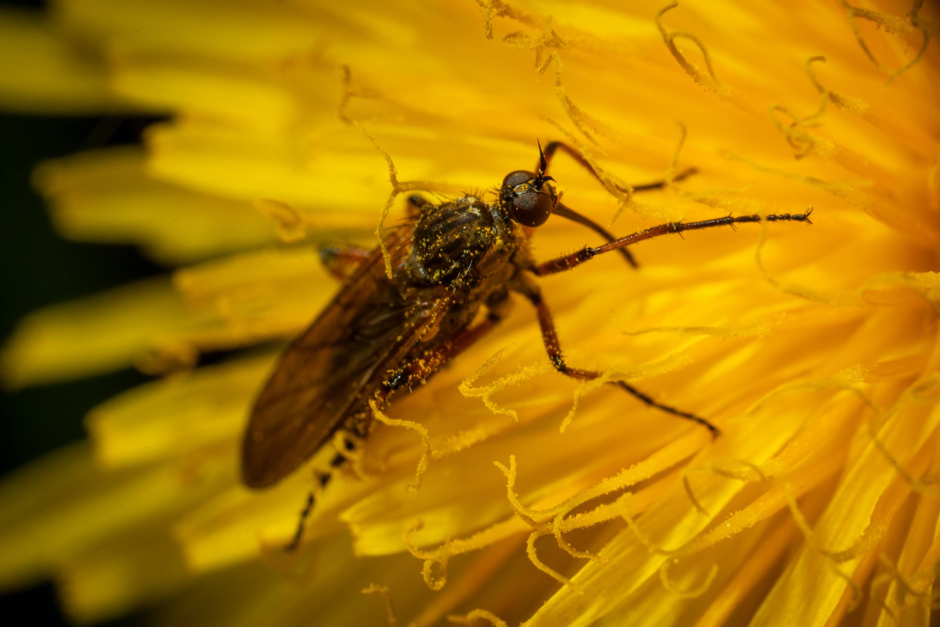 Window Gnat | Window Gnat