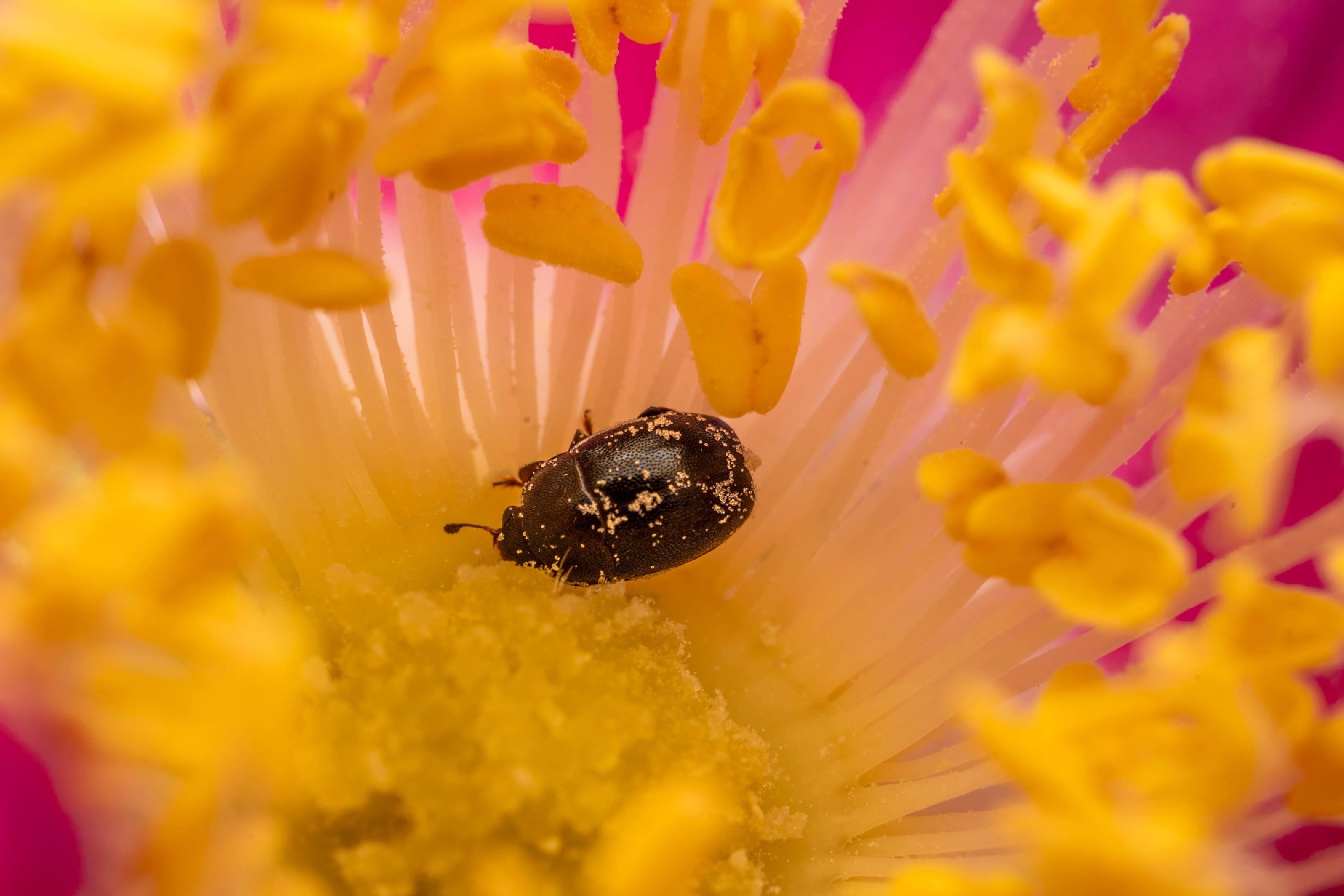 Common Pollen Beetle | Common Pollen Beetle