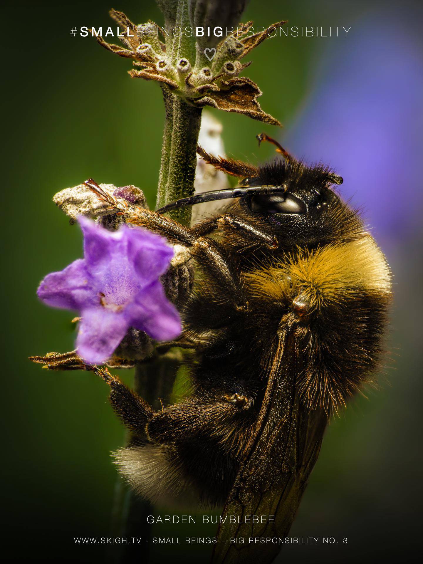 Garden bumblebee | 1/200s * f18 * ISO 200 * 90mm - FE 90mm F2.8 Macro G OSS - Sony α7R V Garden bumblebee