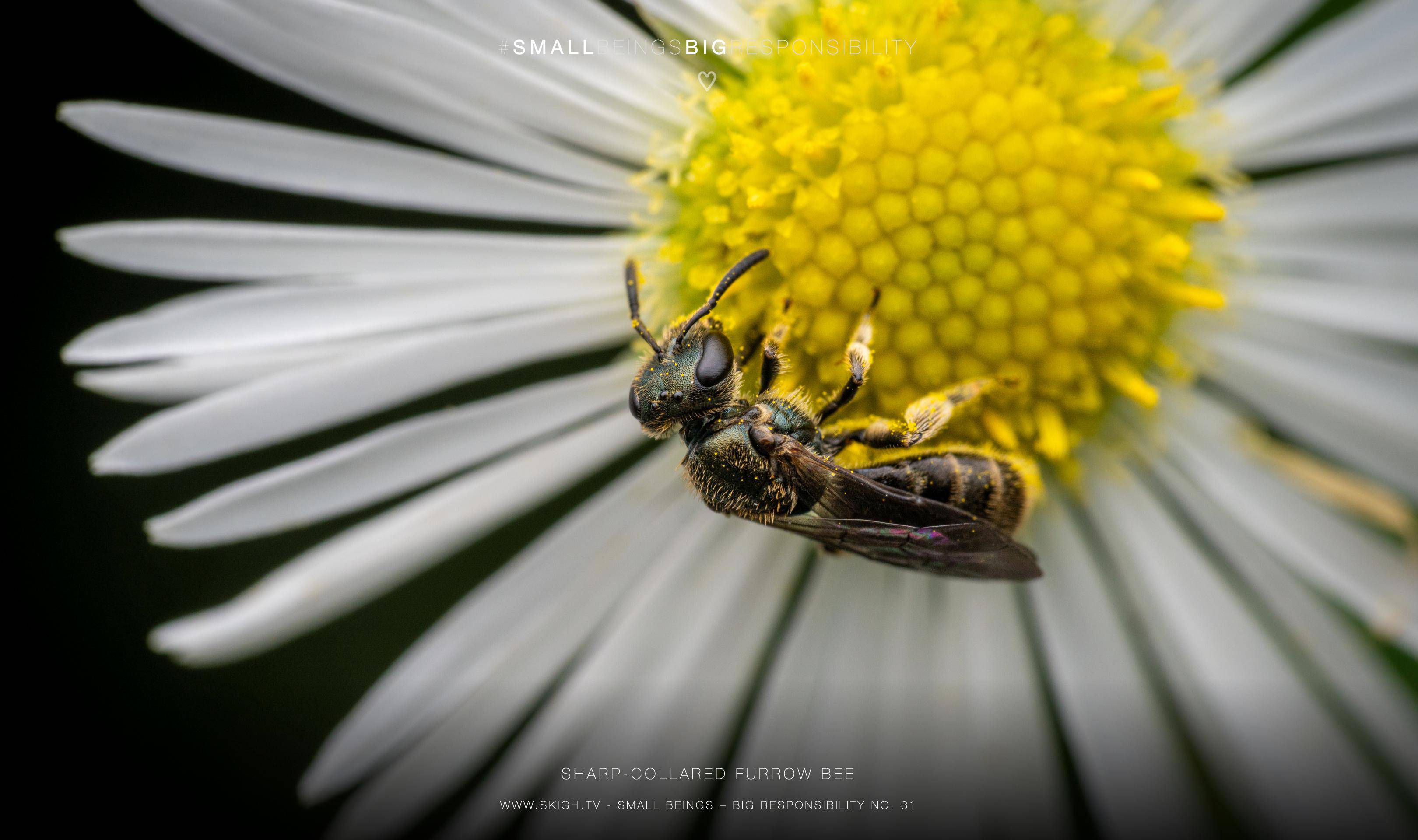 Sharp-collared furrow bee | 1/250s * f13 * ISO 200 * 90mm - FE 90mm F2.8 Macro G OSS - Sony α7R V Sharp-collared furrow bee