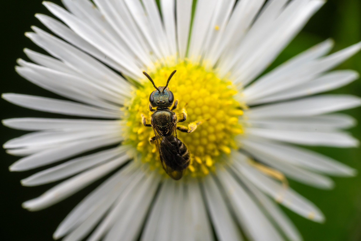 Sharp-collared furrow bee | 1/250s * f13 * ISO 200 * 90mm - FE 90mm F2.8 Macro G OSS - Sony α7R V Sharp-collared furrow bee