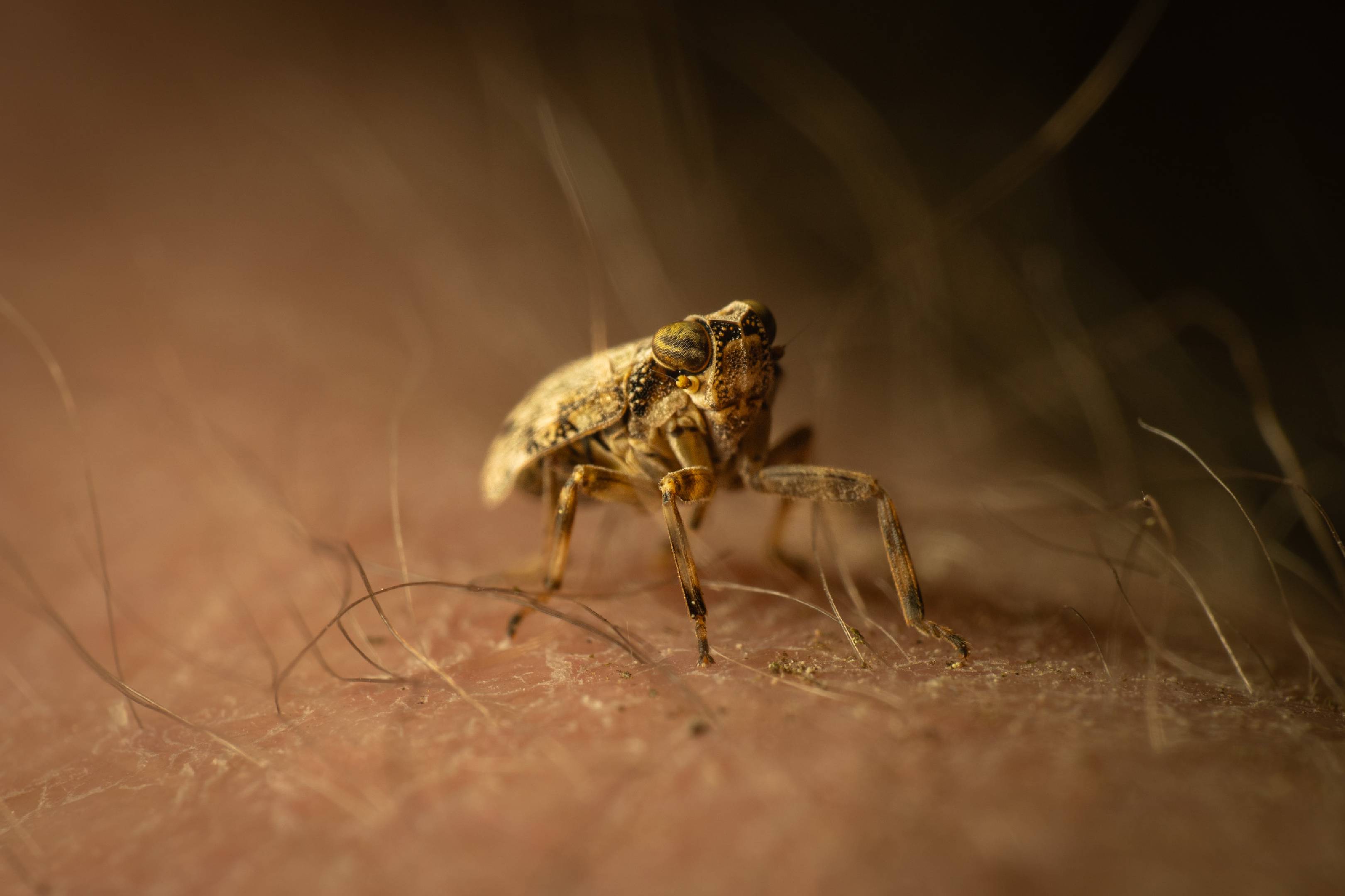 Issus coleoptratus | Issus coleoptratus