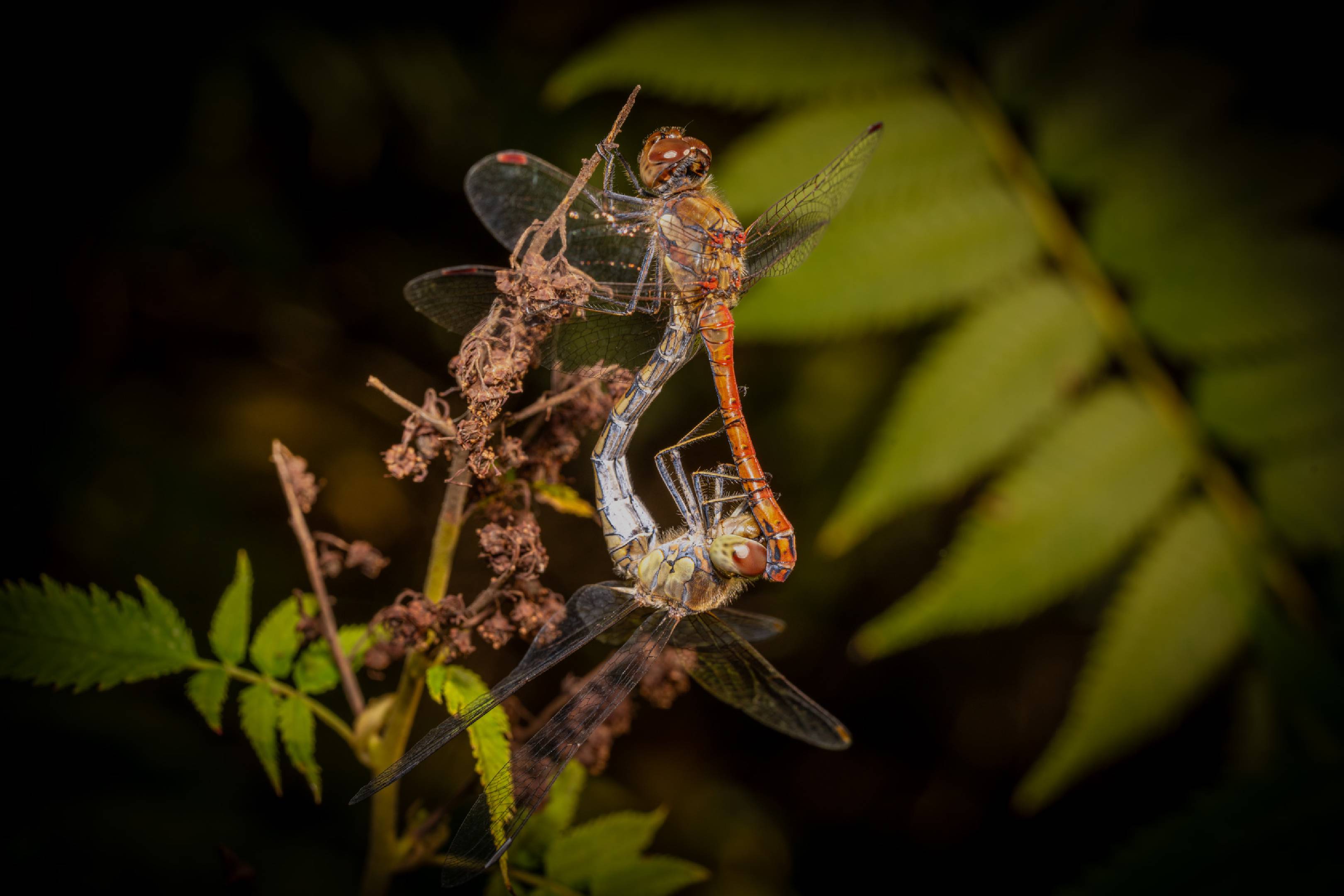 Common Darter | Common Darter