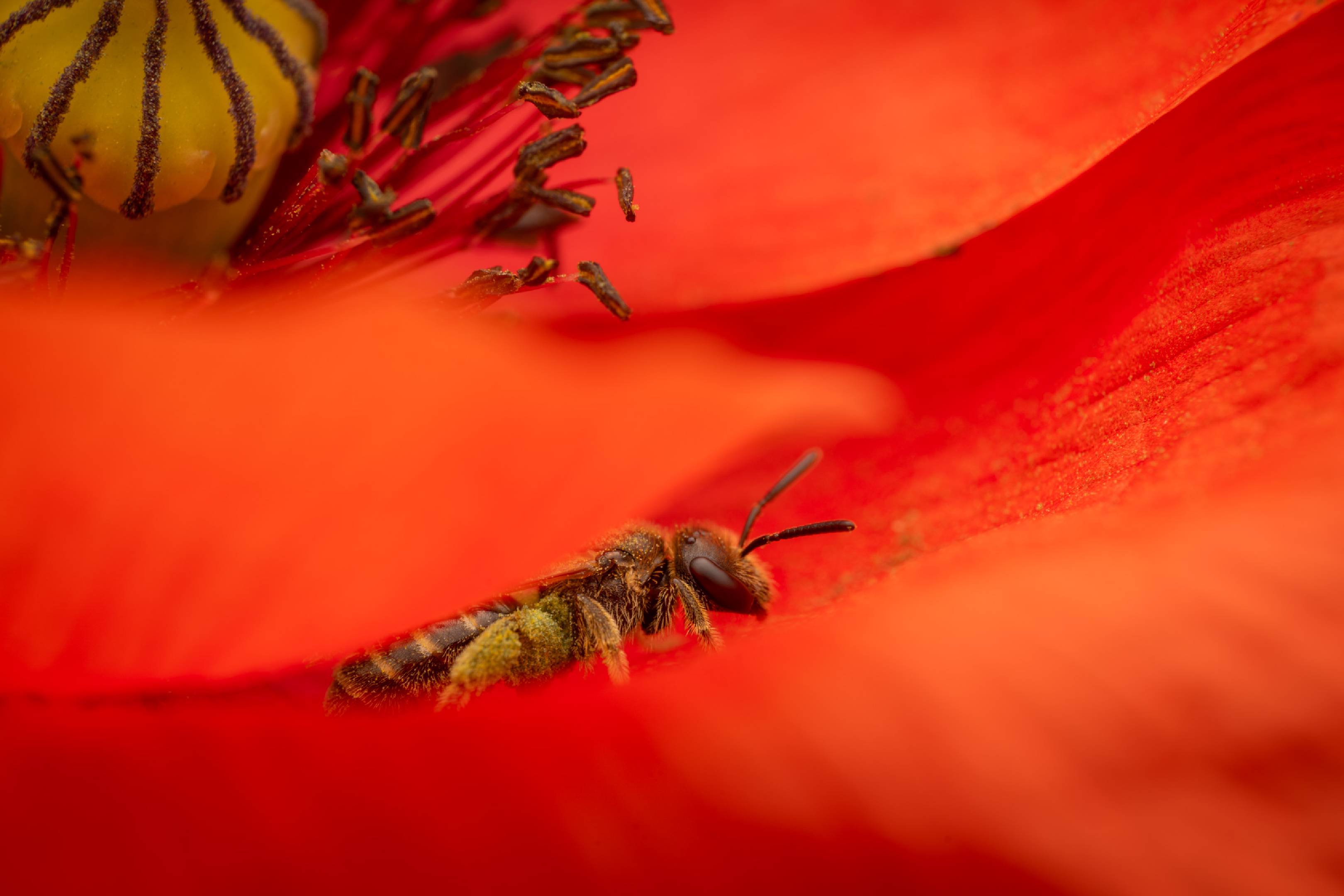 Bronze furrow bee | Bronze furrow bee