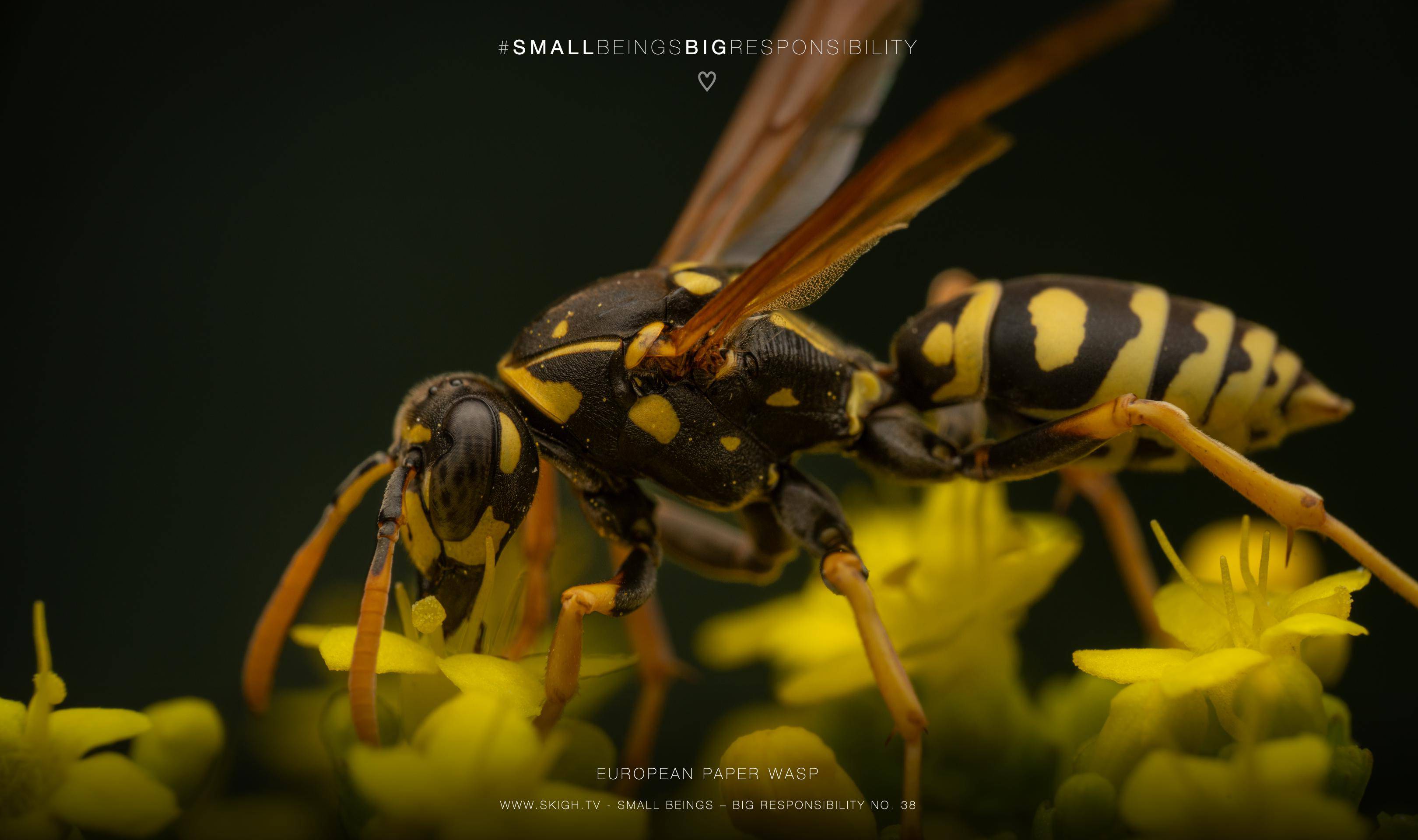 European paper wasp
