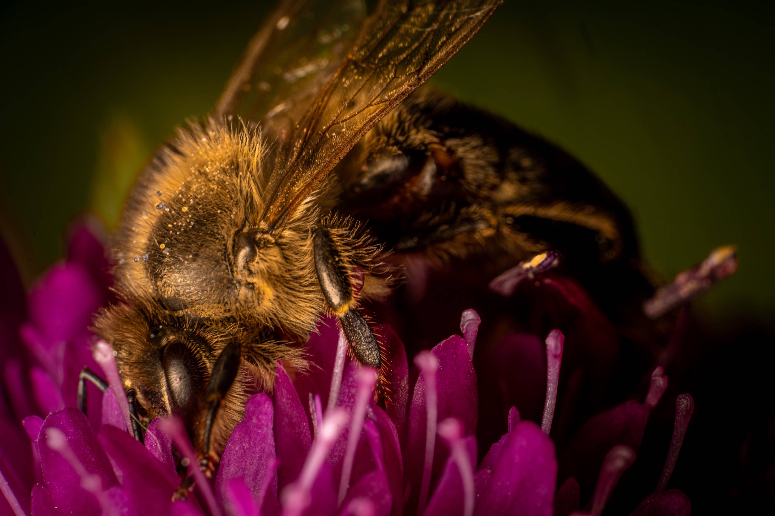 Western Honey Bee | Western Honey Bee