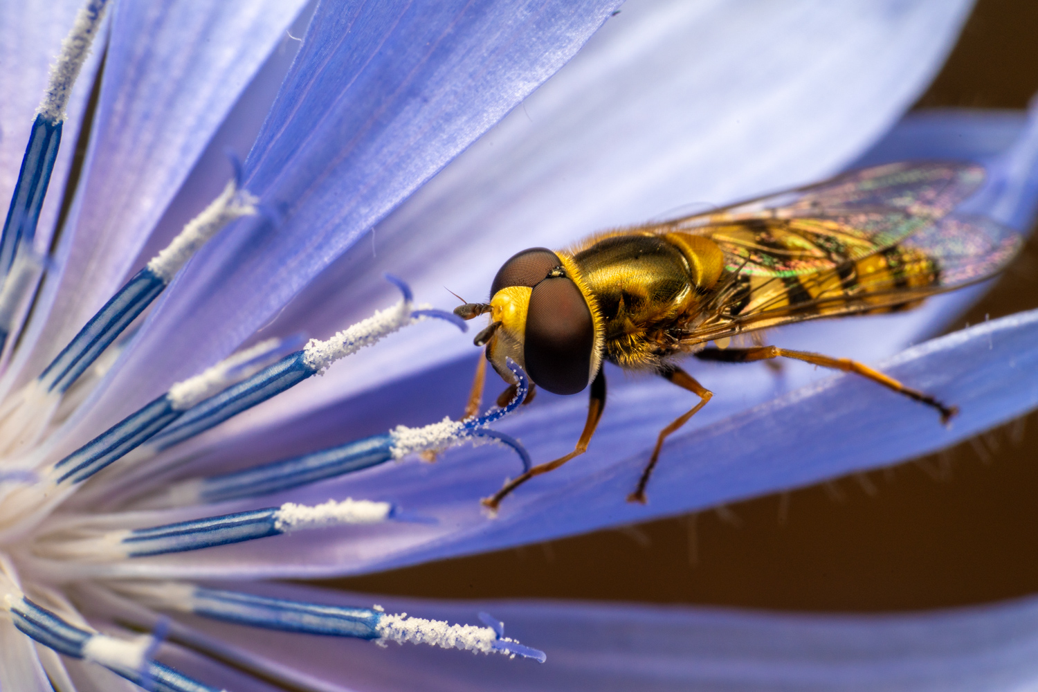 Marmalade hoverfly | 1/200s * f16 * ISO 400 * 90mm - FE 90mm F2.8 Macro G OSS - Sony α7R V Marmalade hoverfly