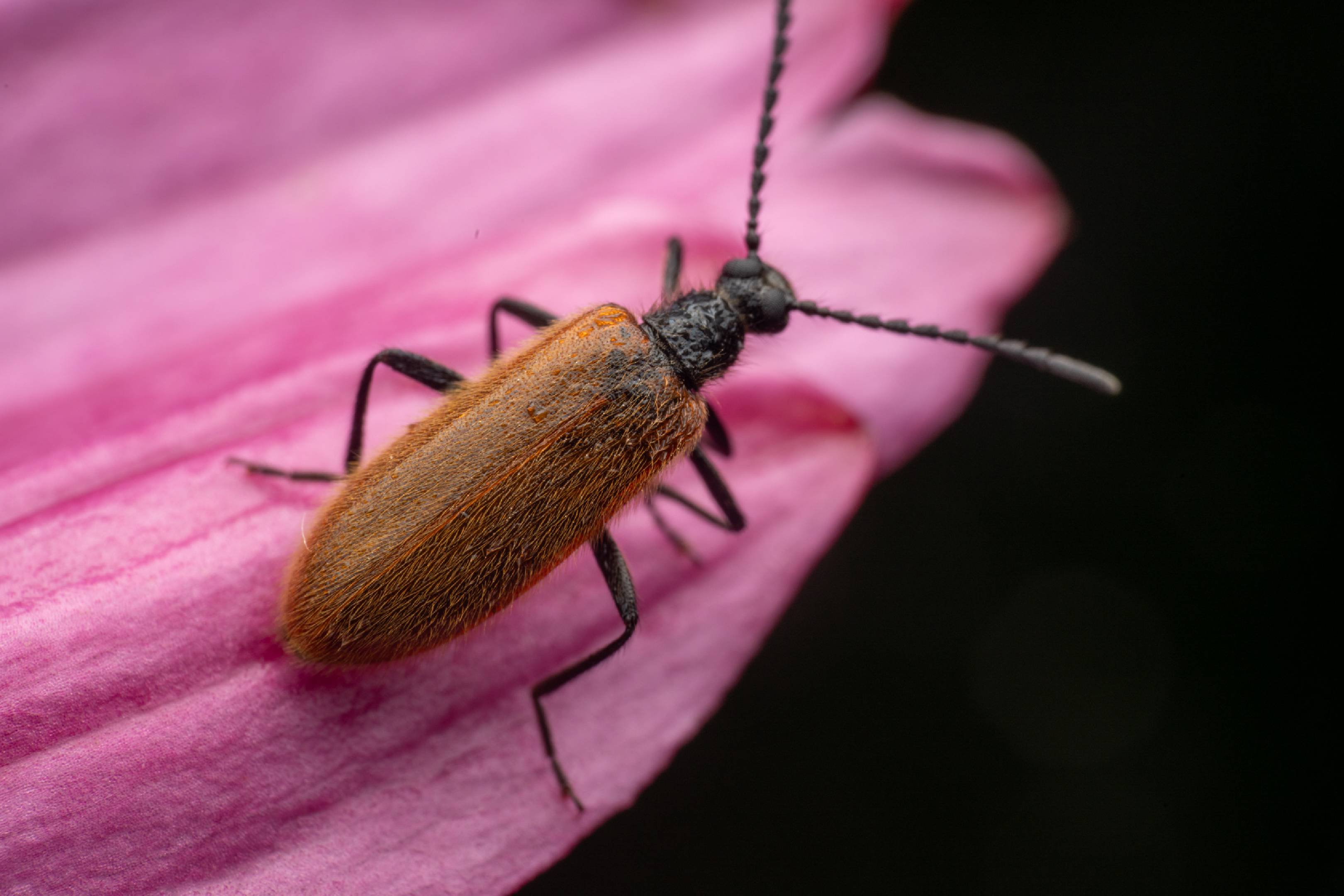 Rough-haired Lagria Beetle