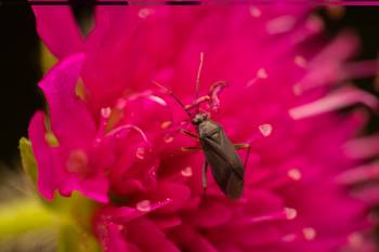 Common Nettle Flower Bug
