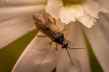 Common Nettle Flower Bug