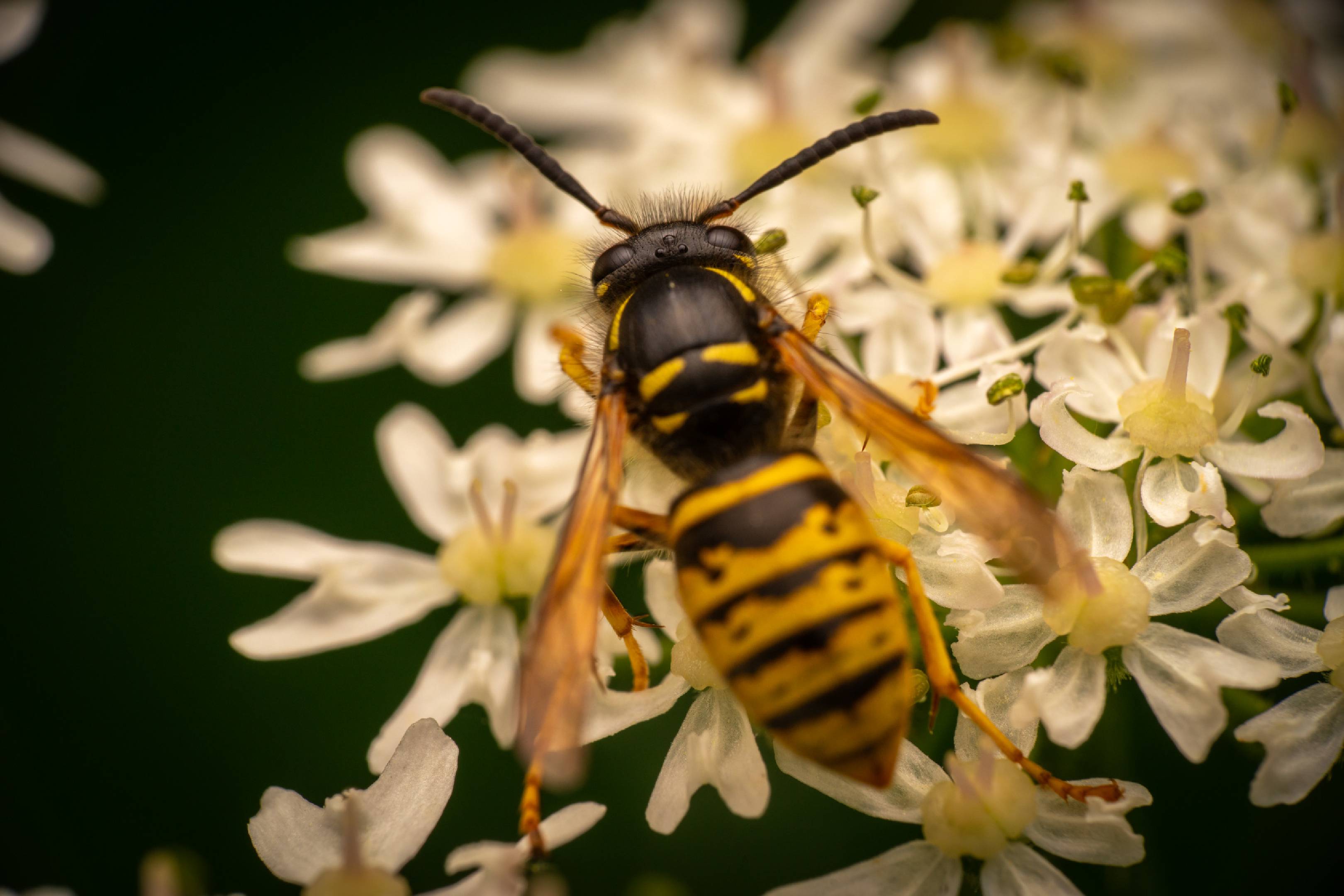 Tree Wasp | Tree Wasp
