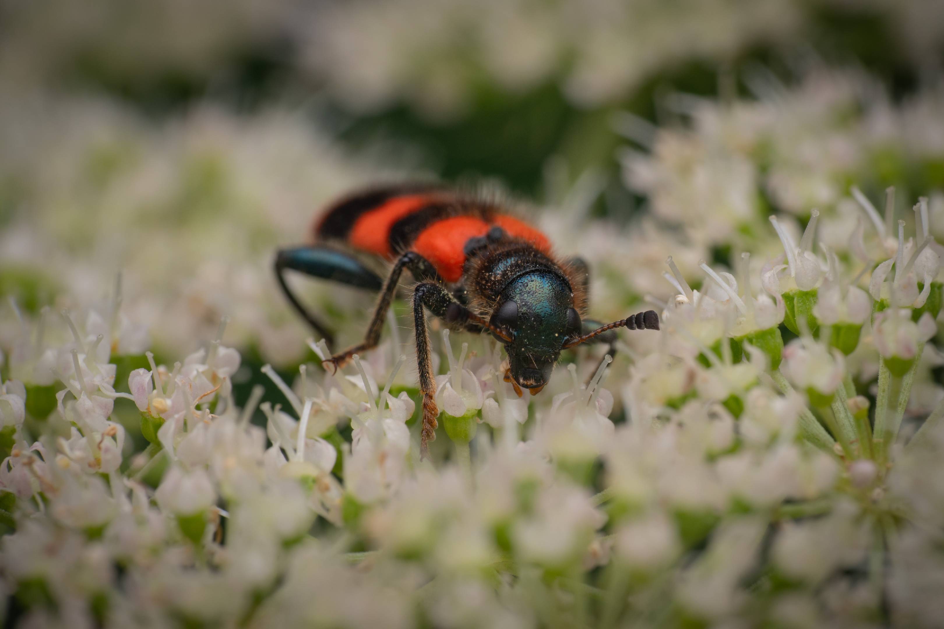 Bee-eating Beetle | Bee-eating Beetle