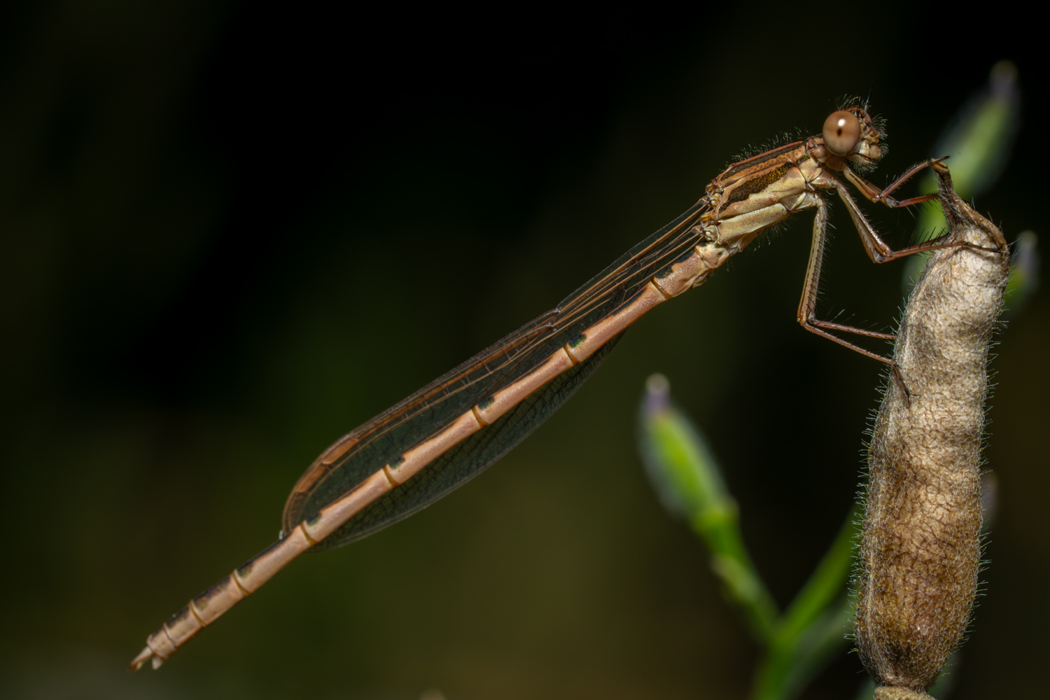 Common winter damselfly | 1/250s * f14 * ISO 400 * 90mm - FE 90mm F2.8 Macro G OSS - Sony α7R V Common winter damselfly