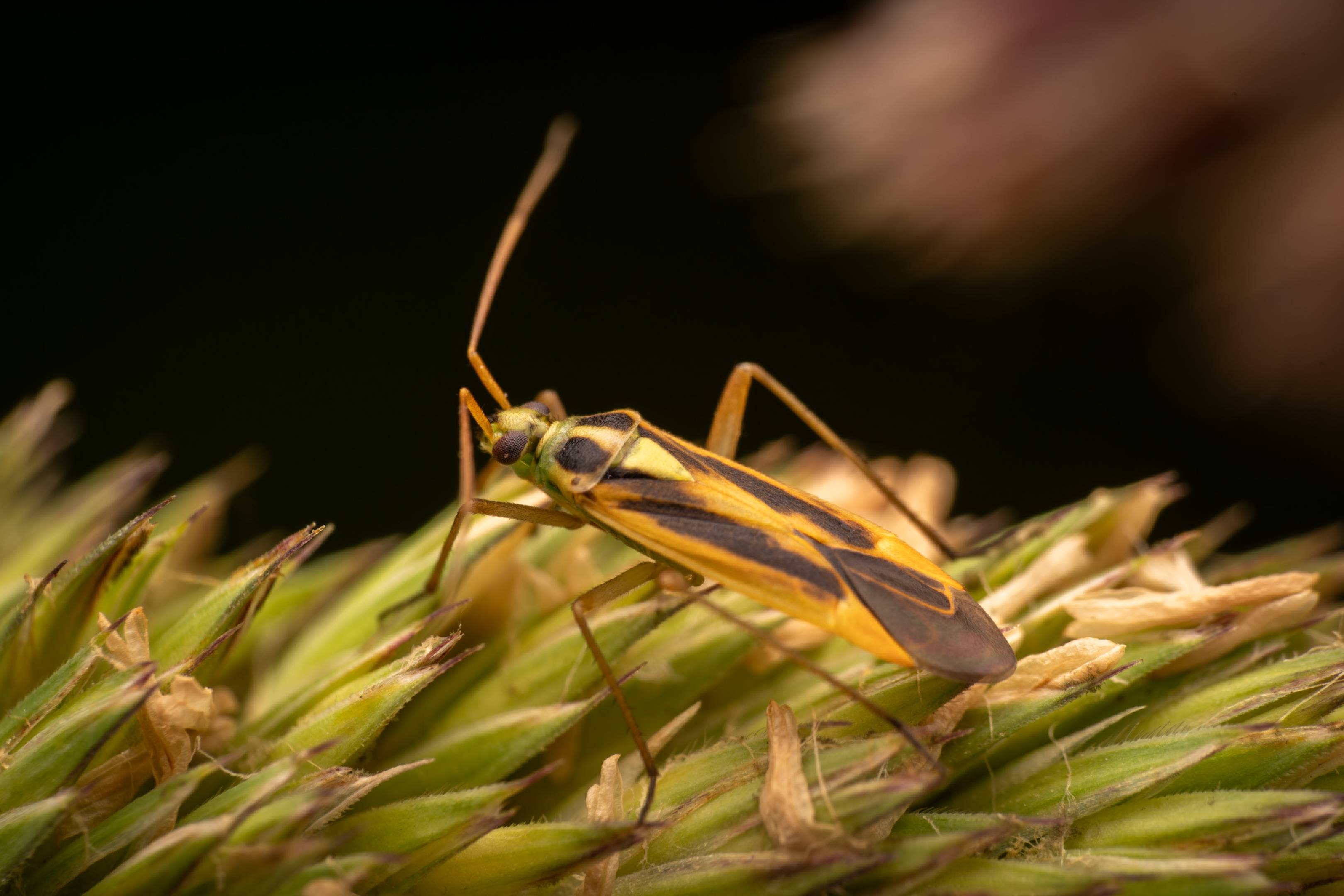 Two-spotted Grass Bug | Two-spotted Grass Bug