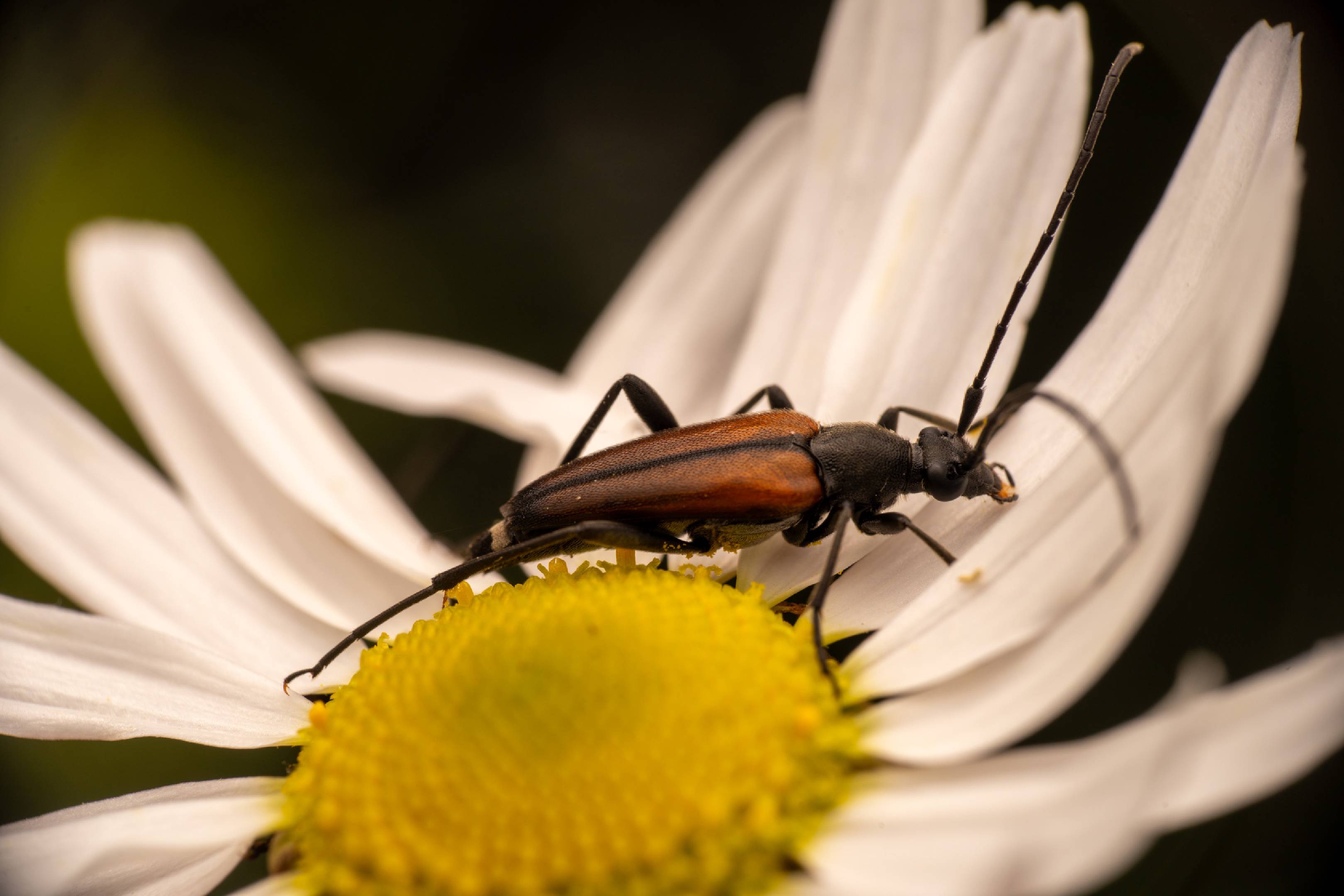 Black-striped Longhorn Beetle | Black-striped Longhorn Beetle