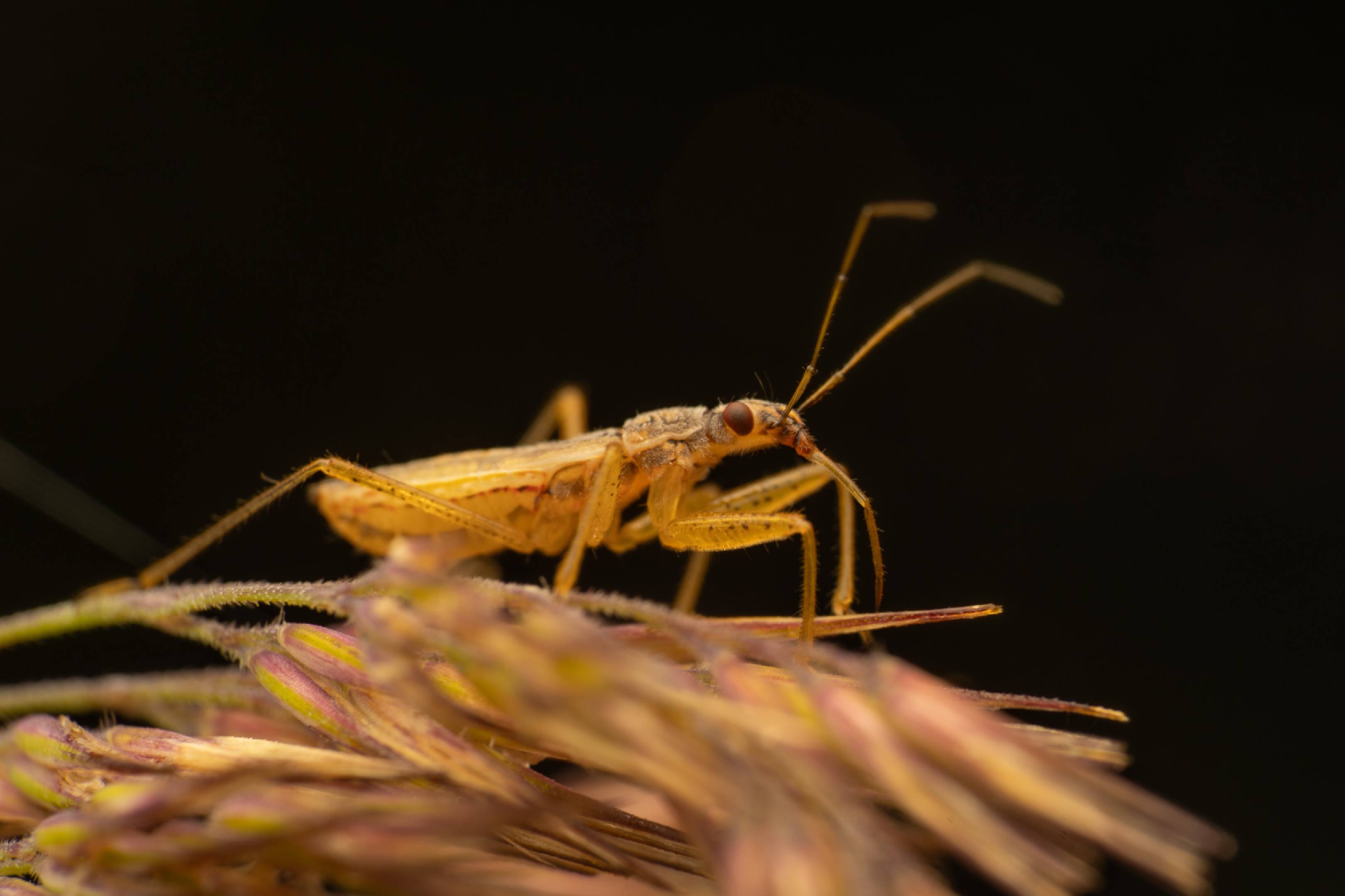 Marsh Damsel Bug | Marsh Damsel Bug