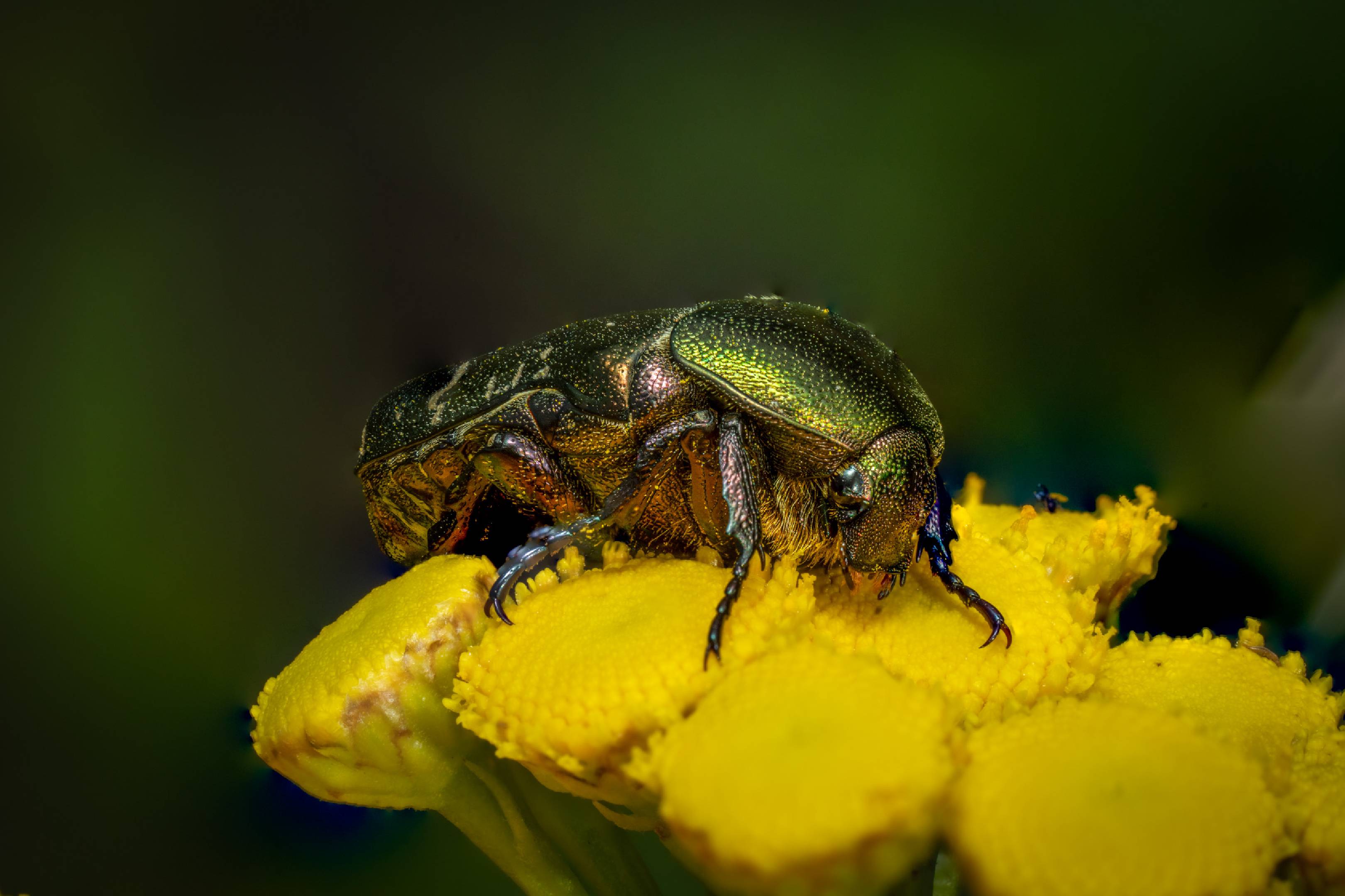 European Rose Chafer