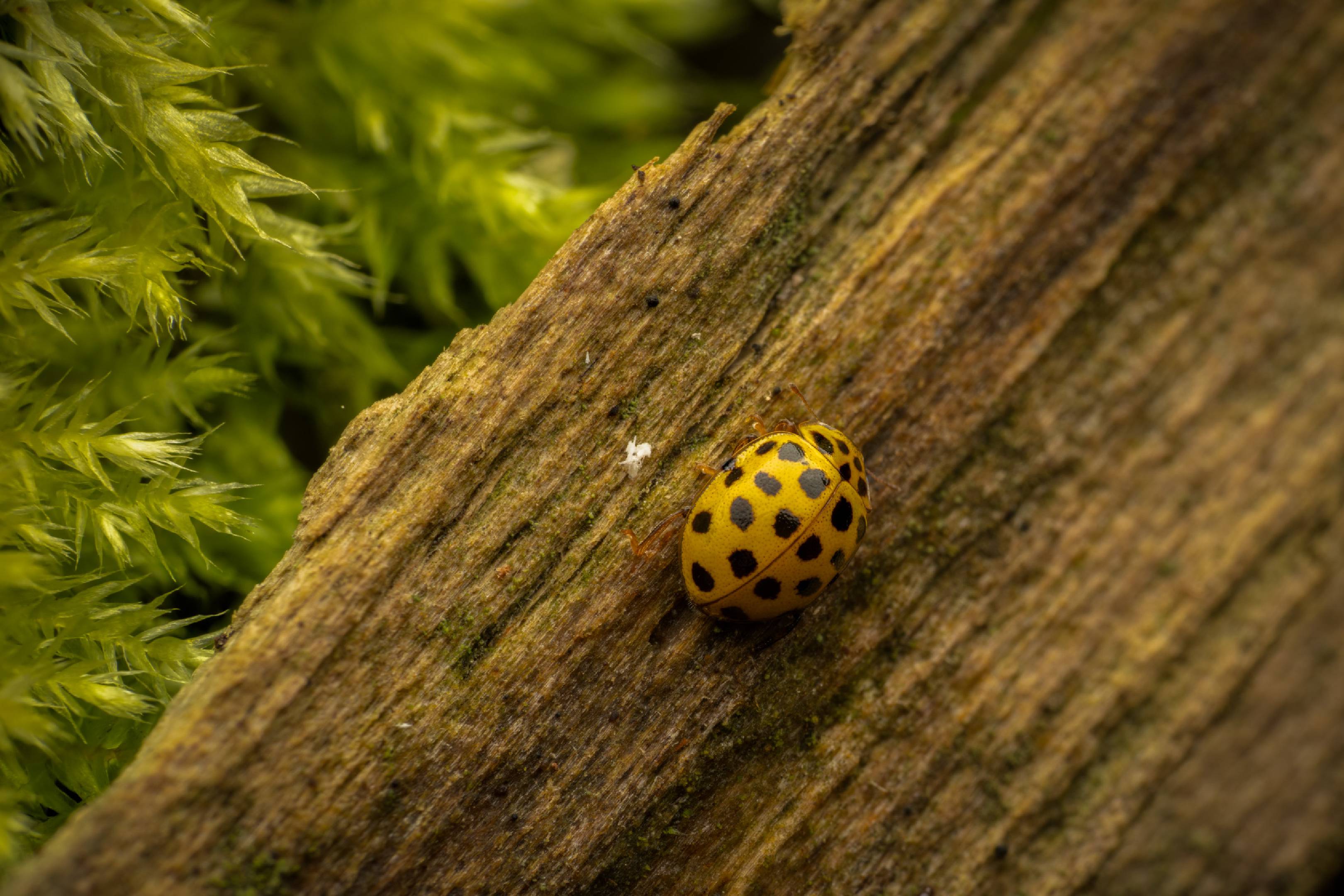 22-spot Ladybird