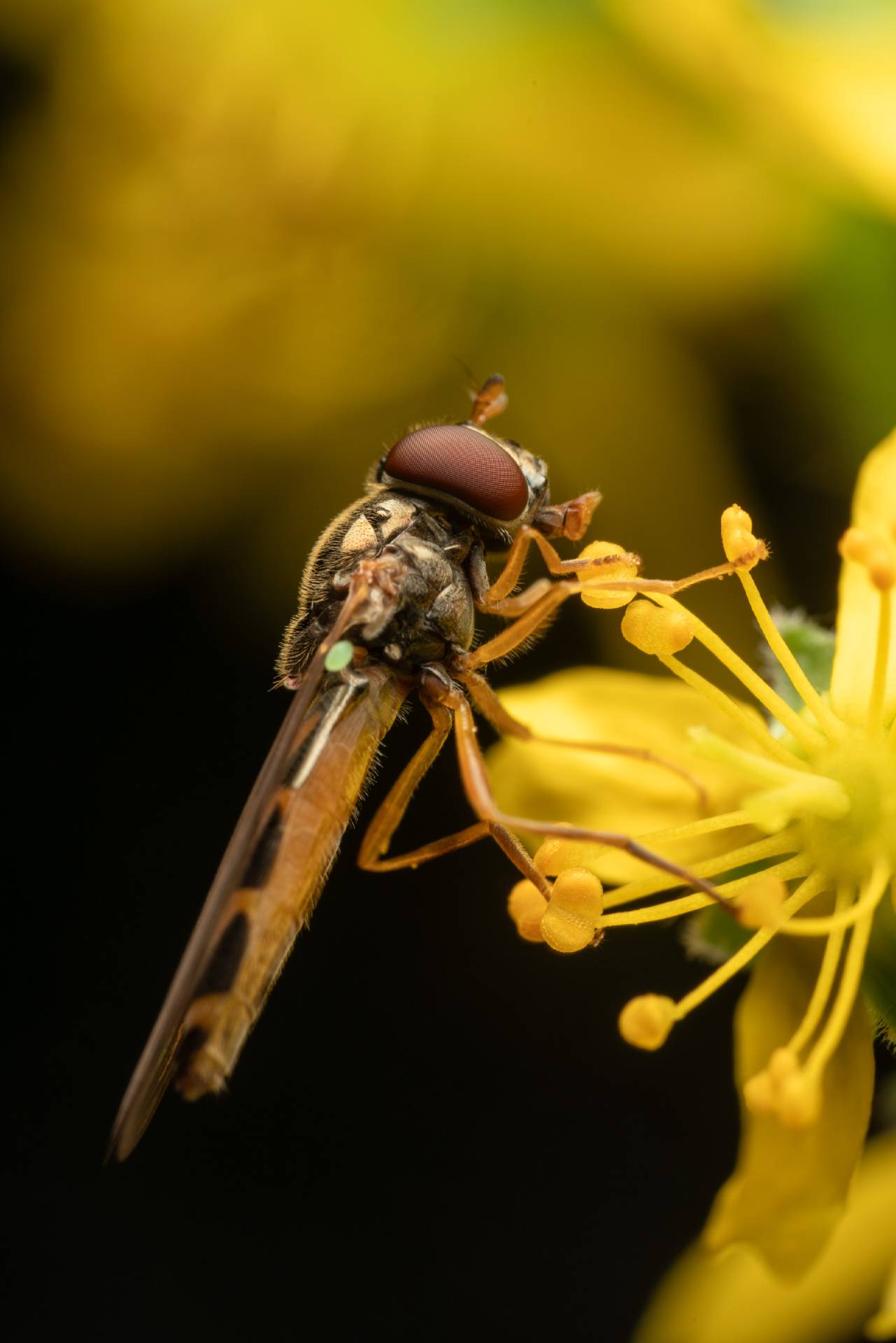 Variable Duskyface Fly
