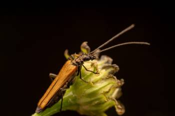 Oedemera femorata