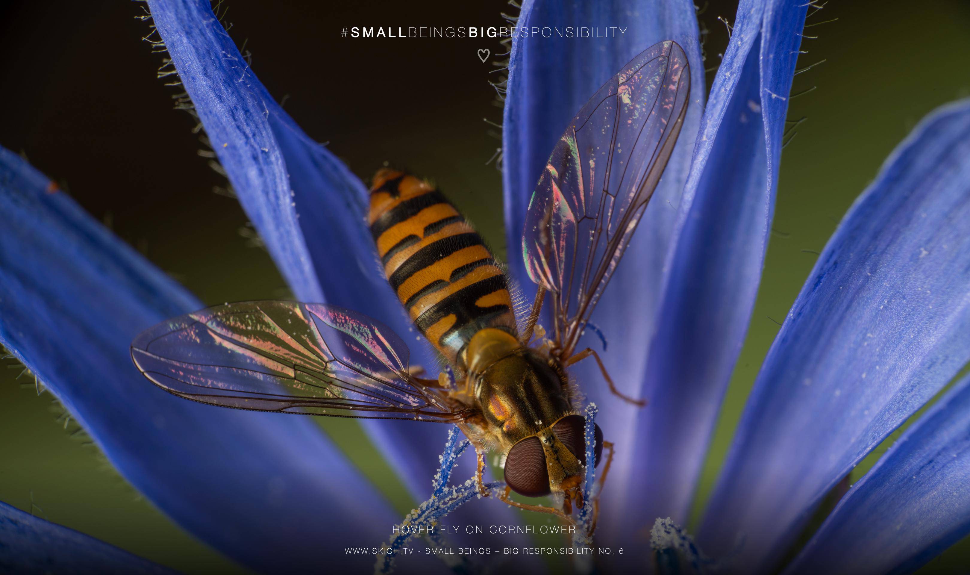 Hover fly on cornflower | 1/200s * f13 * ISO 100 * 90mm - FE 90mm F2.8 Macro G OSS - Sony α7R III Hover fly on cornflower
