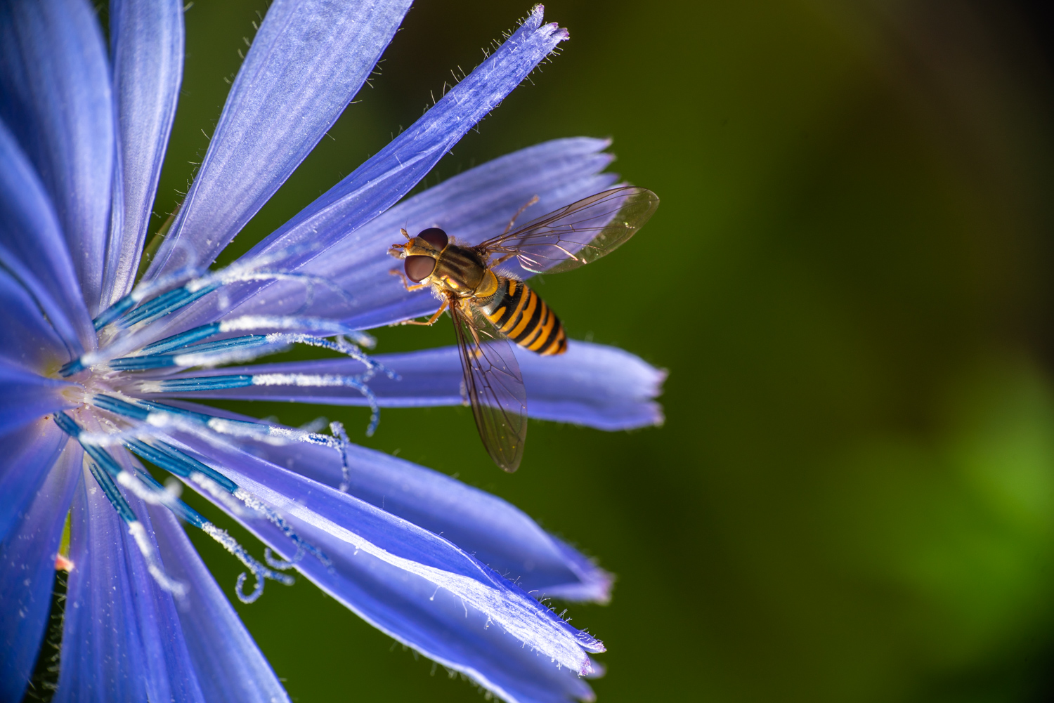 Hover fly on cornflower | 1/200s * f13 * ISO 100 * 90mm - FE 90mm F2.8 Macro G OSS - Sony α7R III Hover fly on cornflower