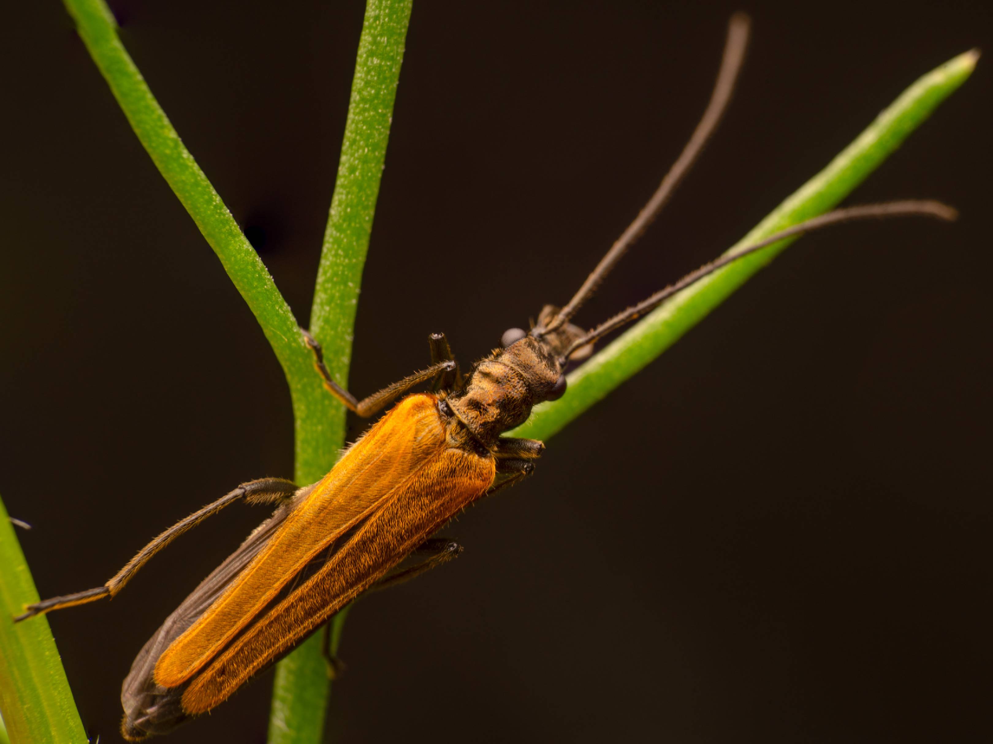 Oedemera femorata