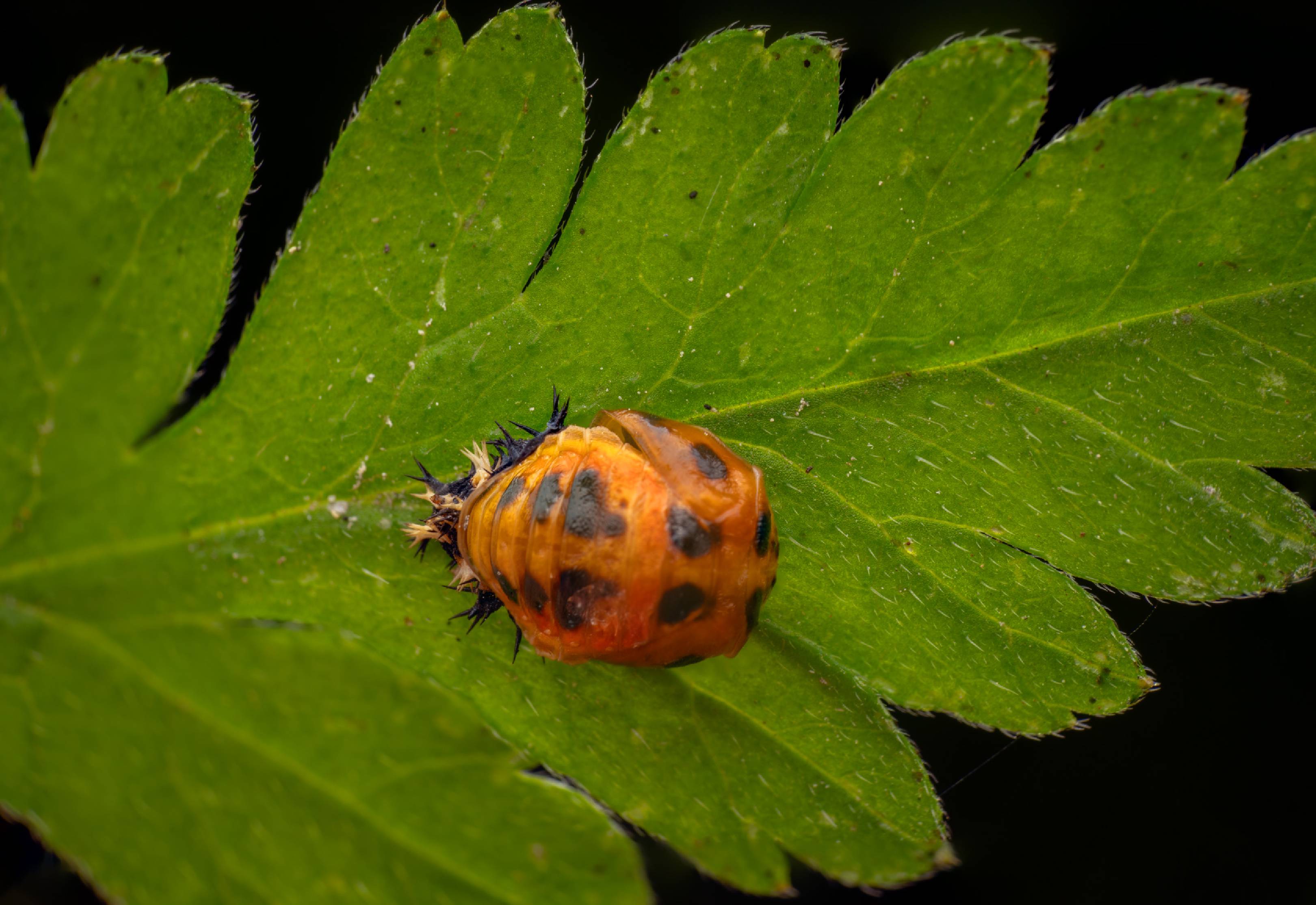Asian Lady Beetle