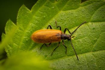 Rough-haired Lagria Beetle