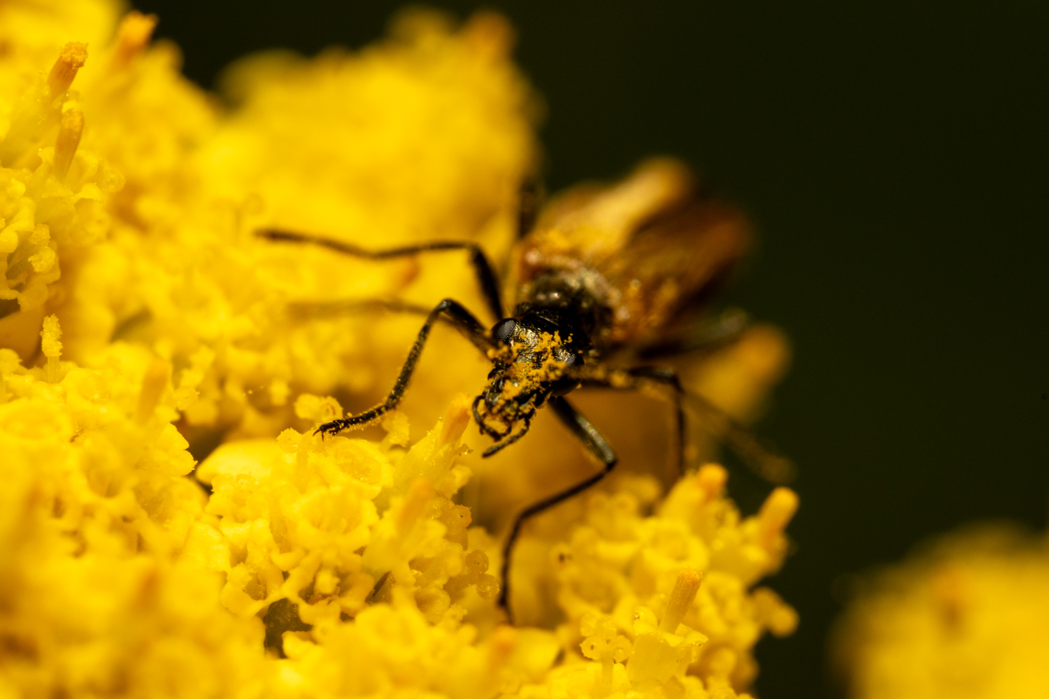 Gemeiner Scheinbockkäfer