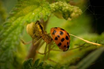 Eyed Ladybird Beetle