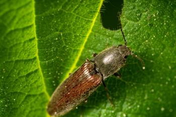 common brown click beetle