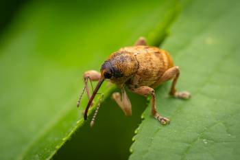 acorn weevil