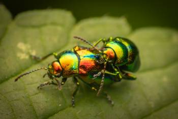 Dead-nettle Leaf Beetle