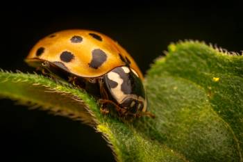 Eyed Ladybird Beetle
