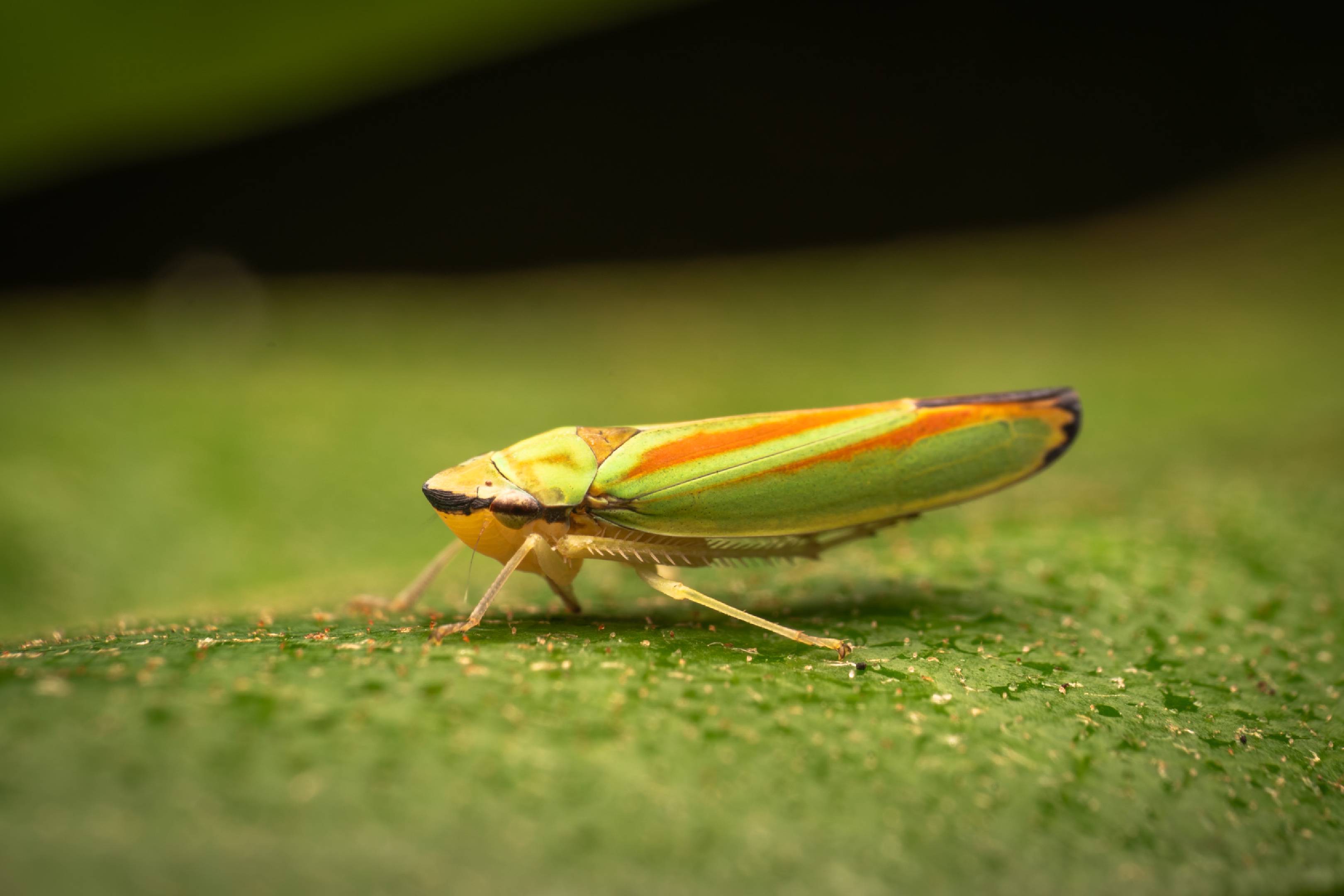 Rhododendron Leafhopper