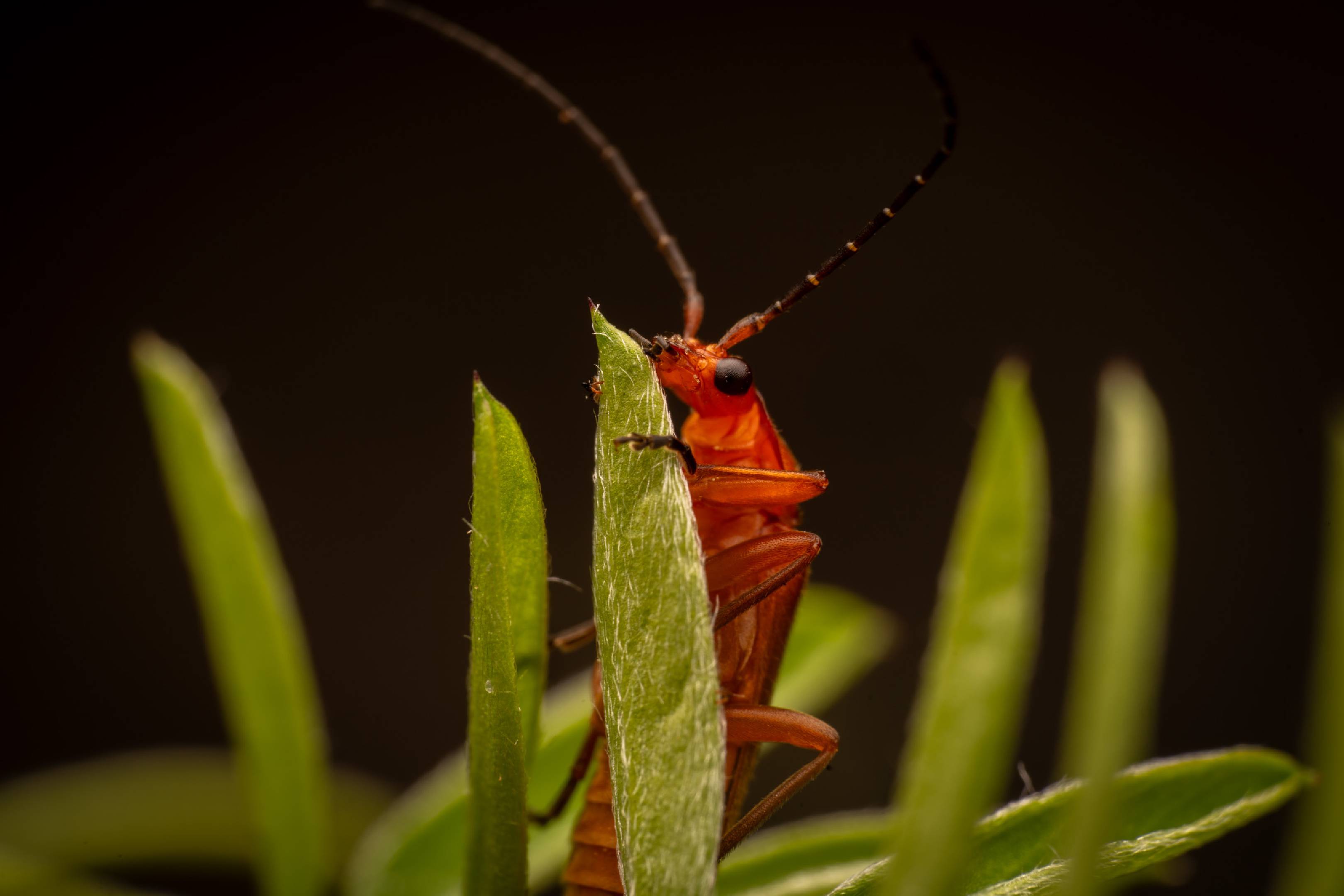 Common Red Soldier Beetle