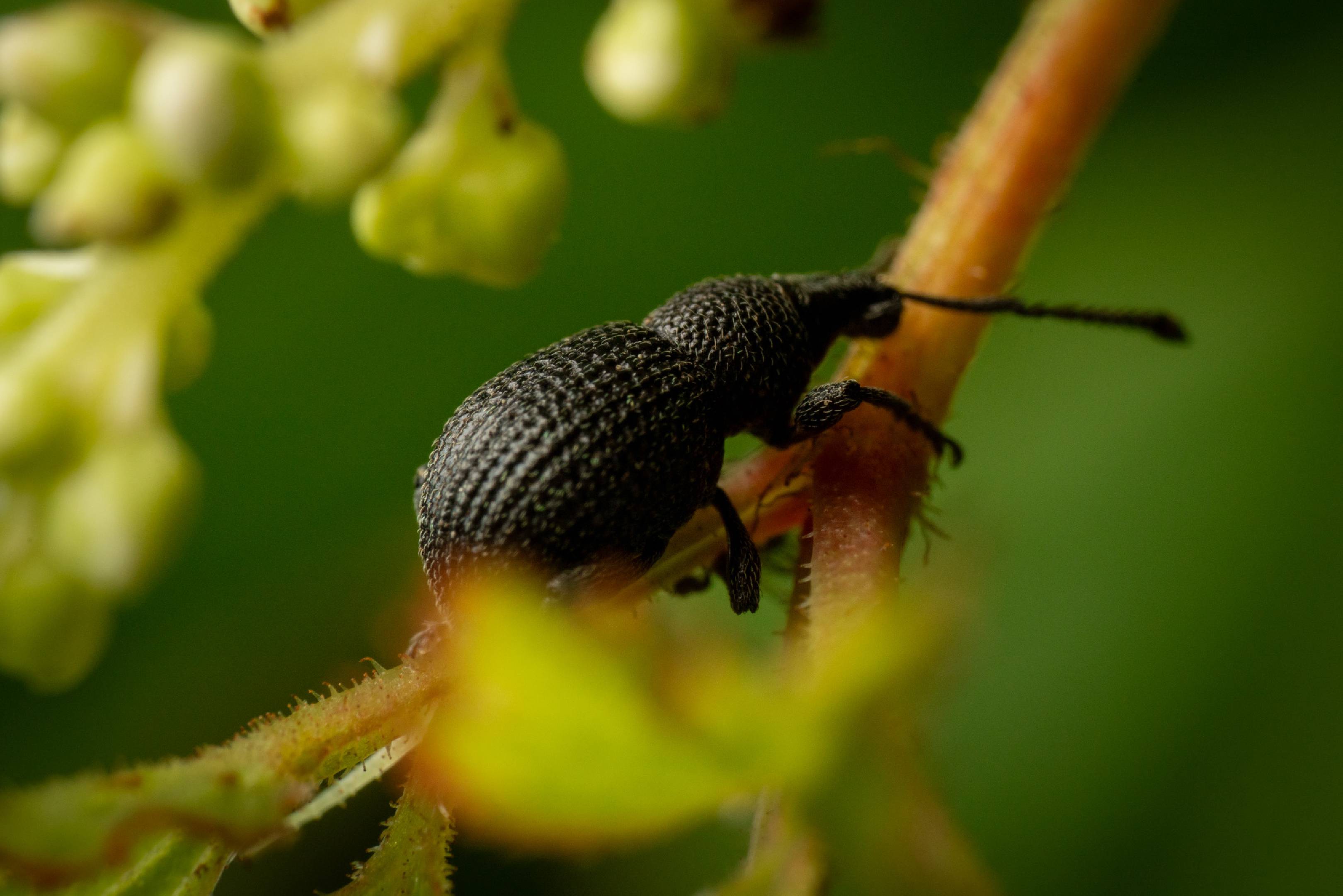 Otiorhynchus pinastri