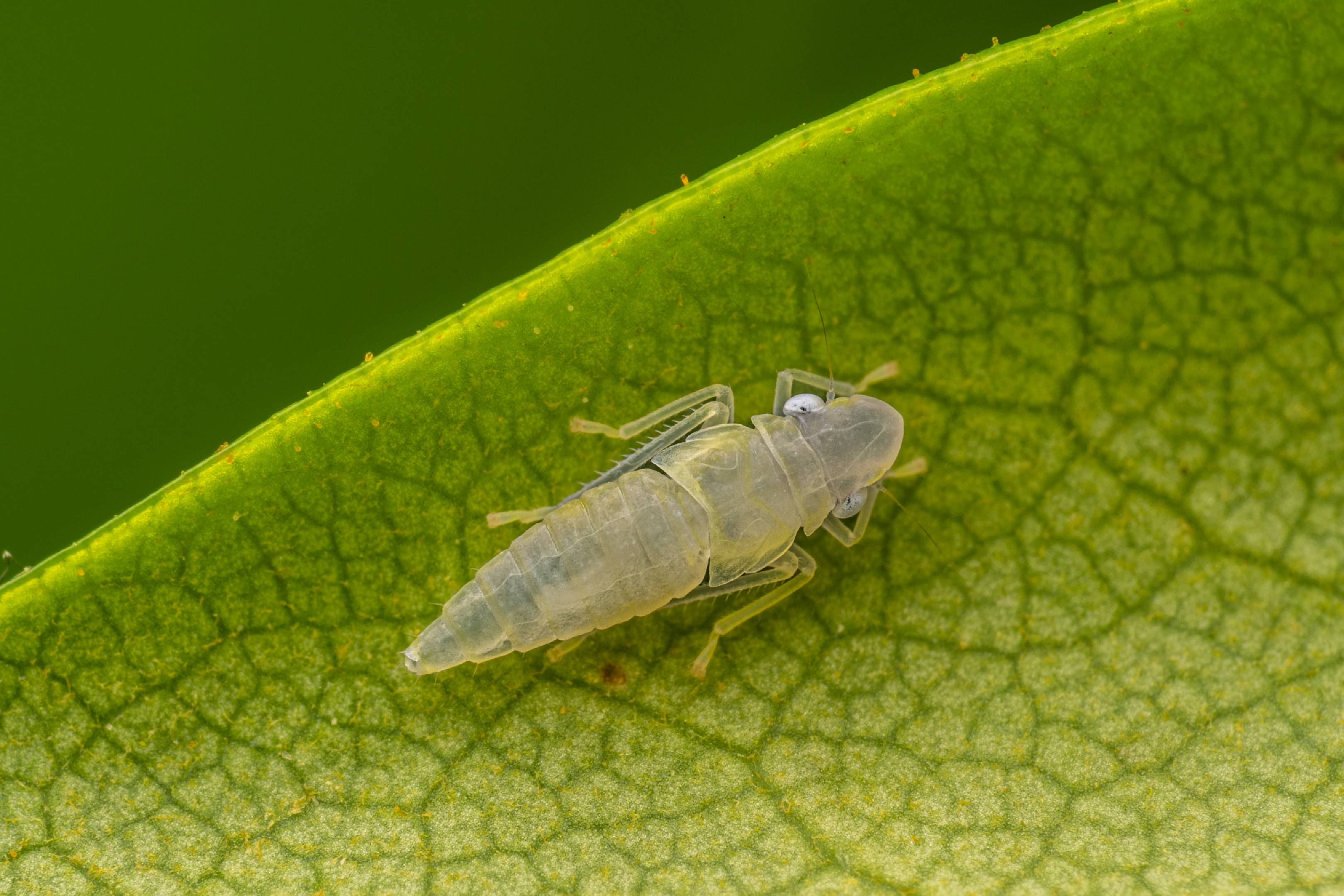 Rhododendron Leafhopper | Rhododendron Leafhopper